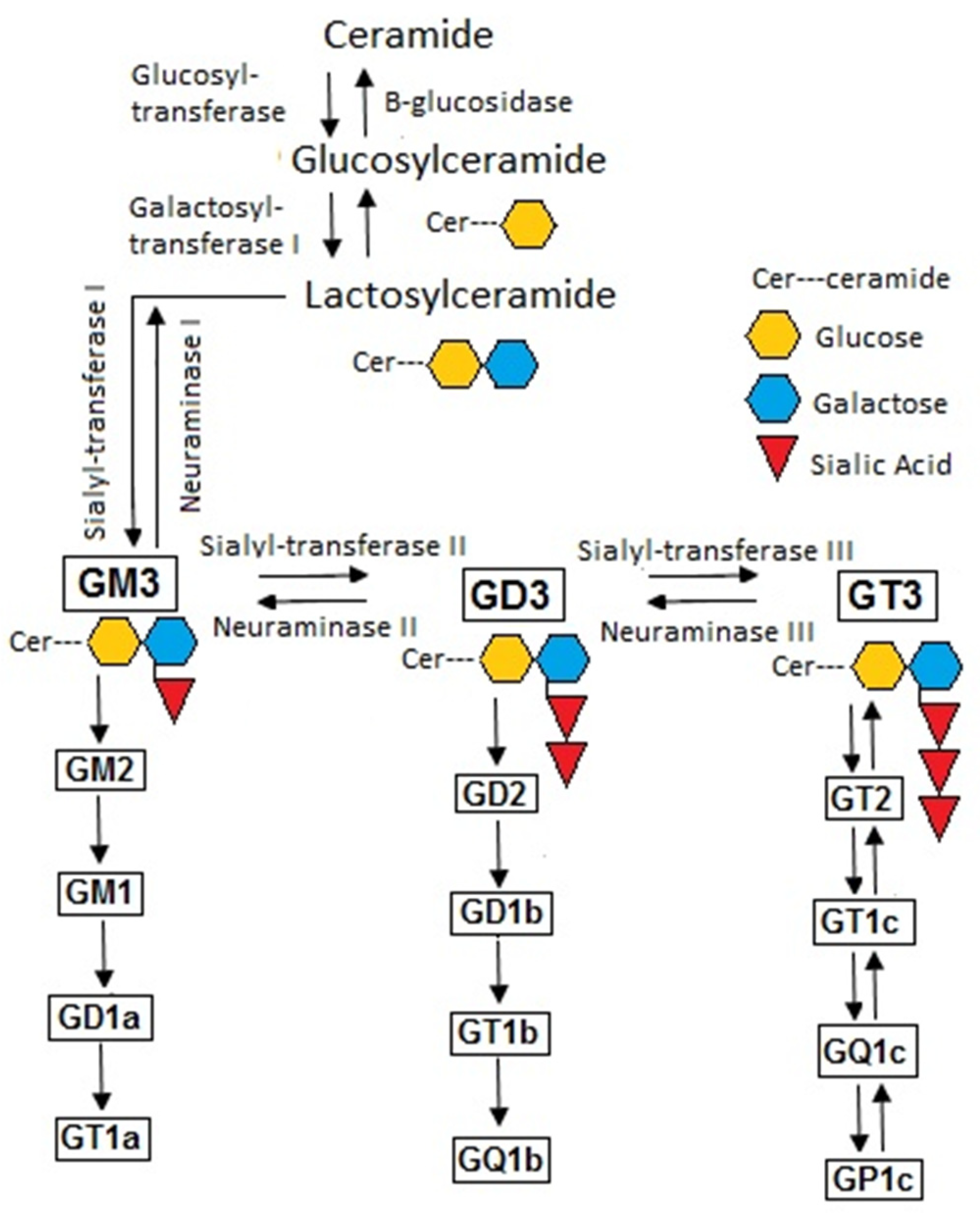 Biomedicines | Free Full-Text | Interorgan Metabolism of Ganglioside Is  Altered in Type 2 Diabetes