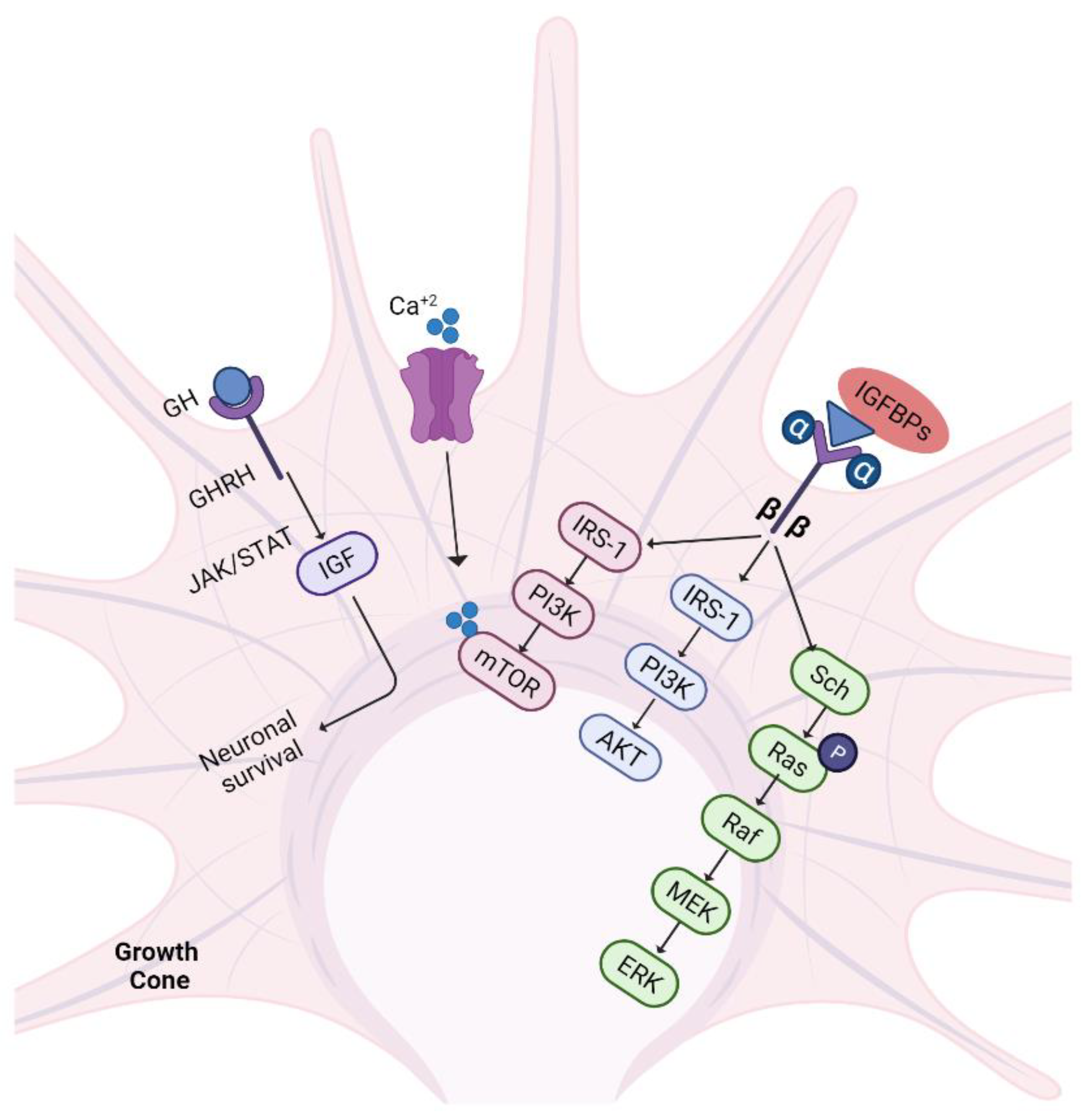 Biomedicines 10 03186 g007