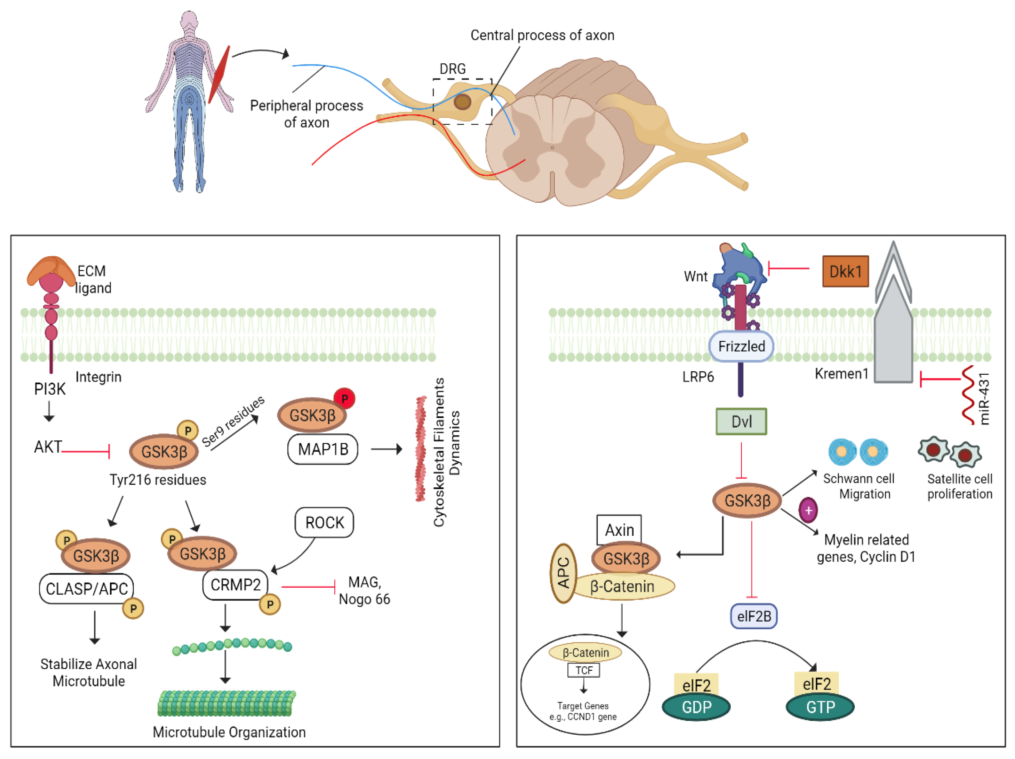 Biomedicines 10 03186 g008