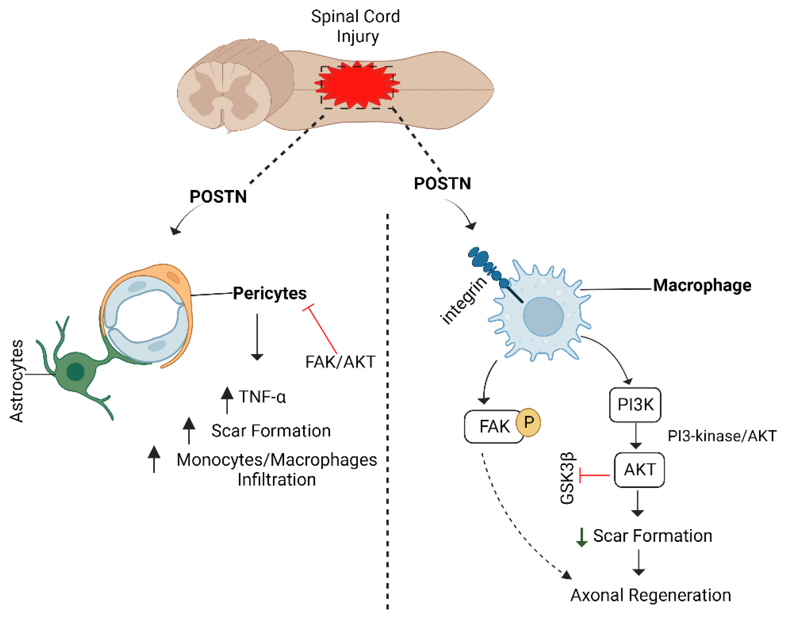Biomedicines 10 03186 g013