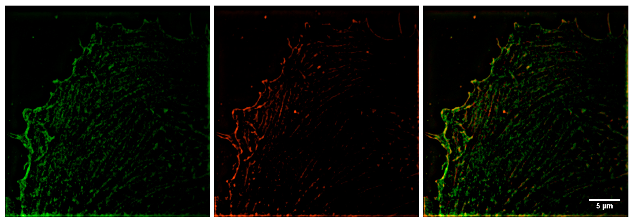 Biomedicines 10 03194 g002 Biomedicines 10 03194 g002