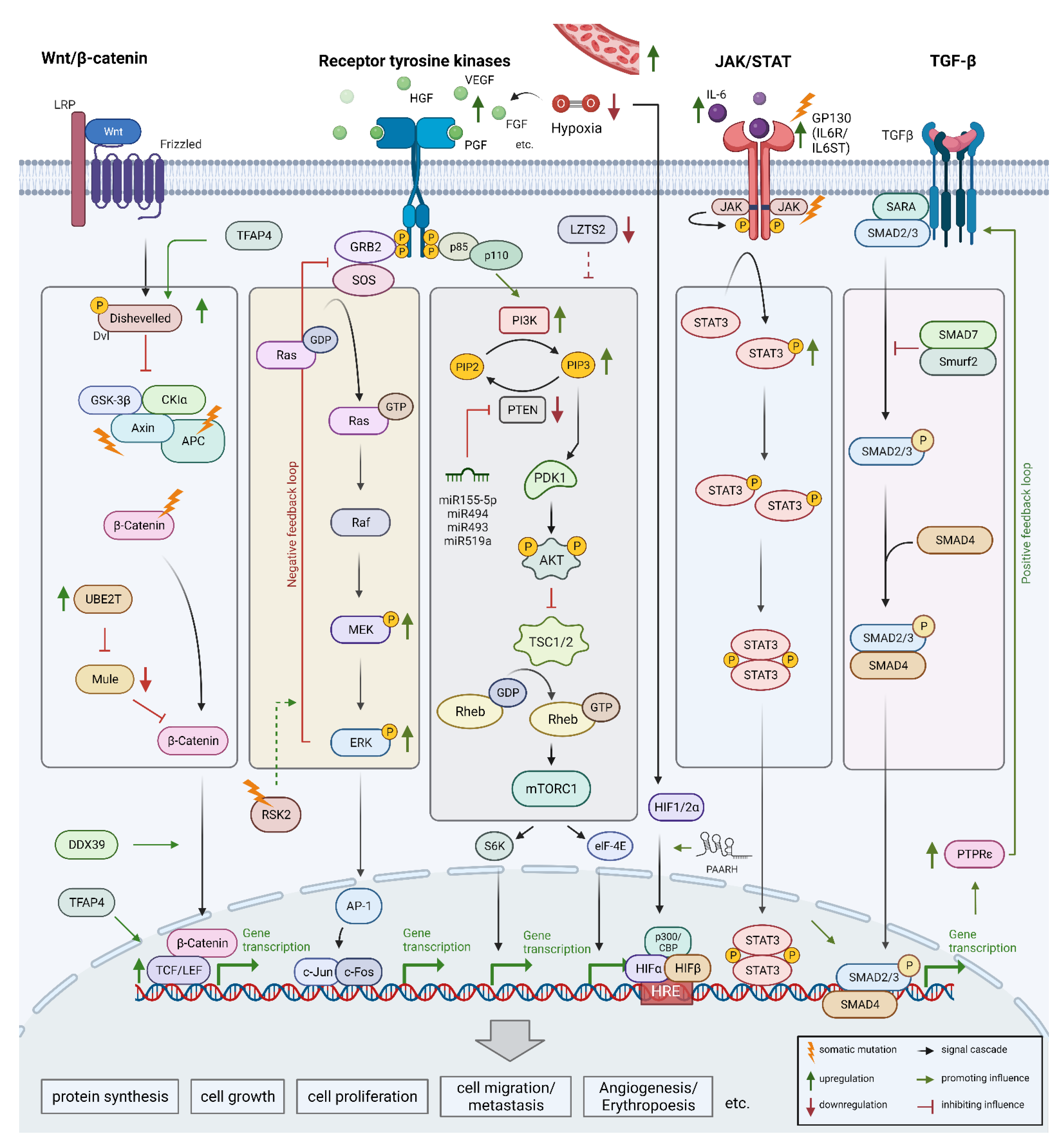 Biomedicines | Free Full-Text | Pathogenesis and Current Treatment ...