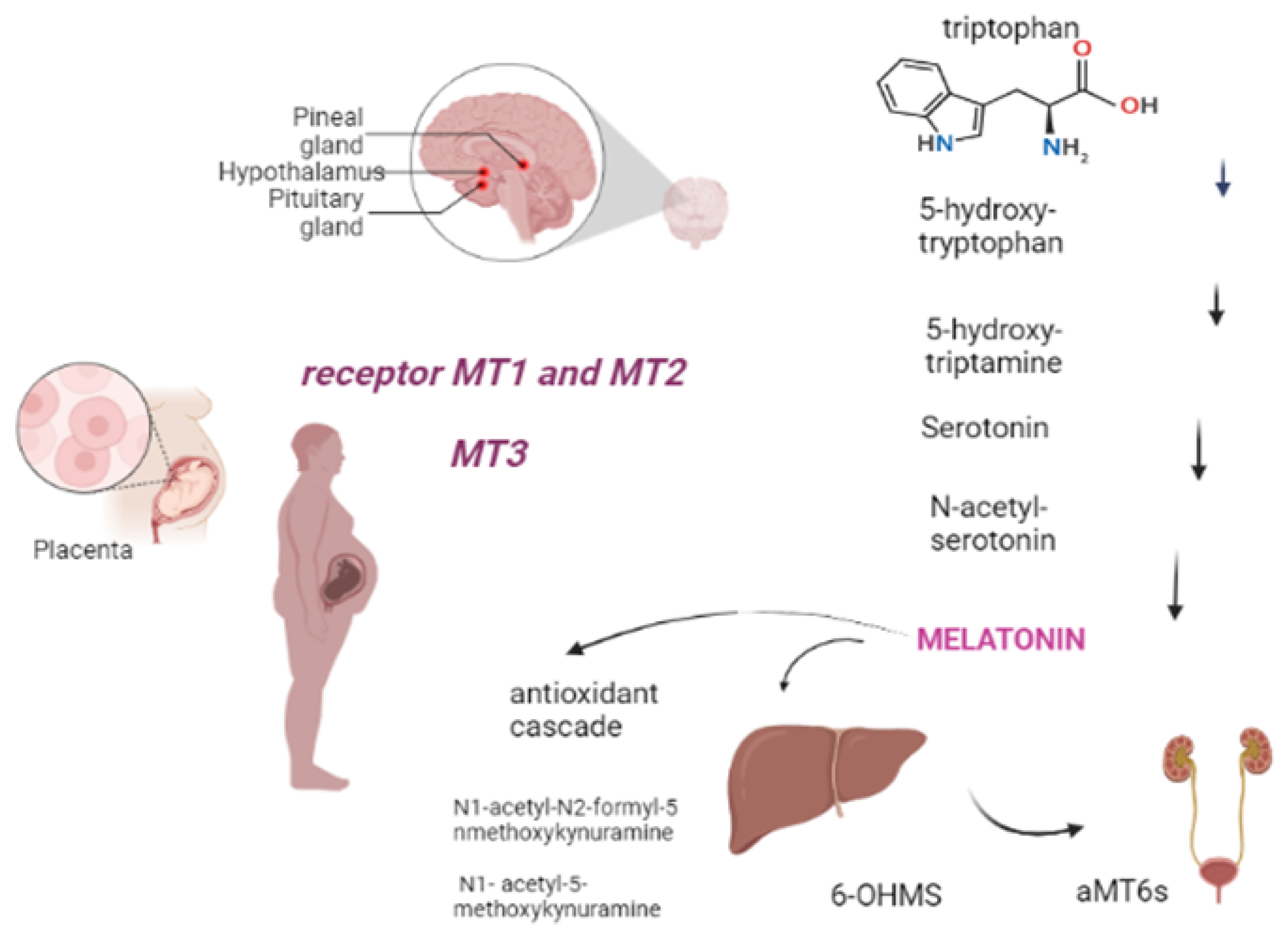 Biomedicines | Free Full-Text | The Role of Melatonin in Pregnancy and the  Health Benefits for the Newborn