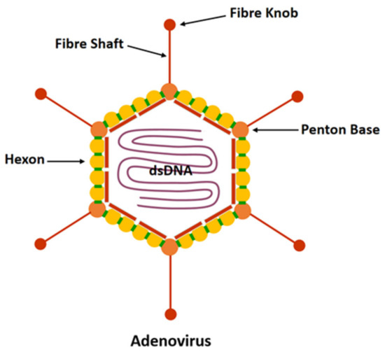 adenovirus classification
