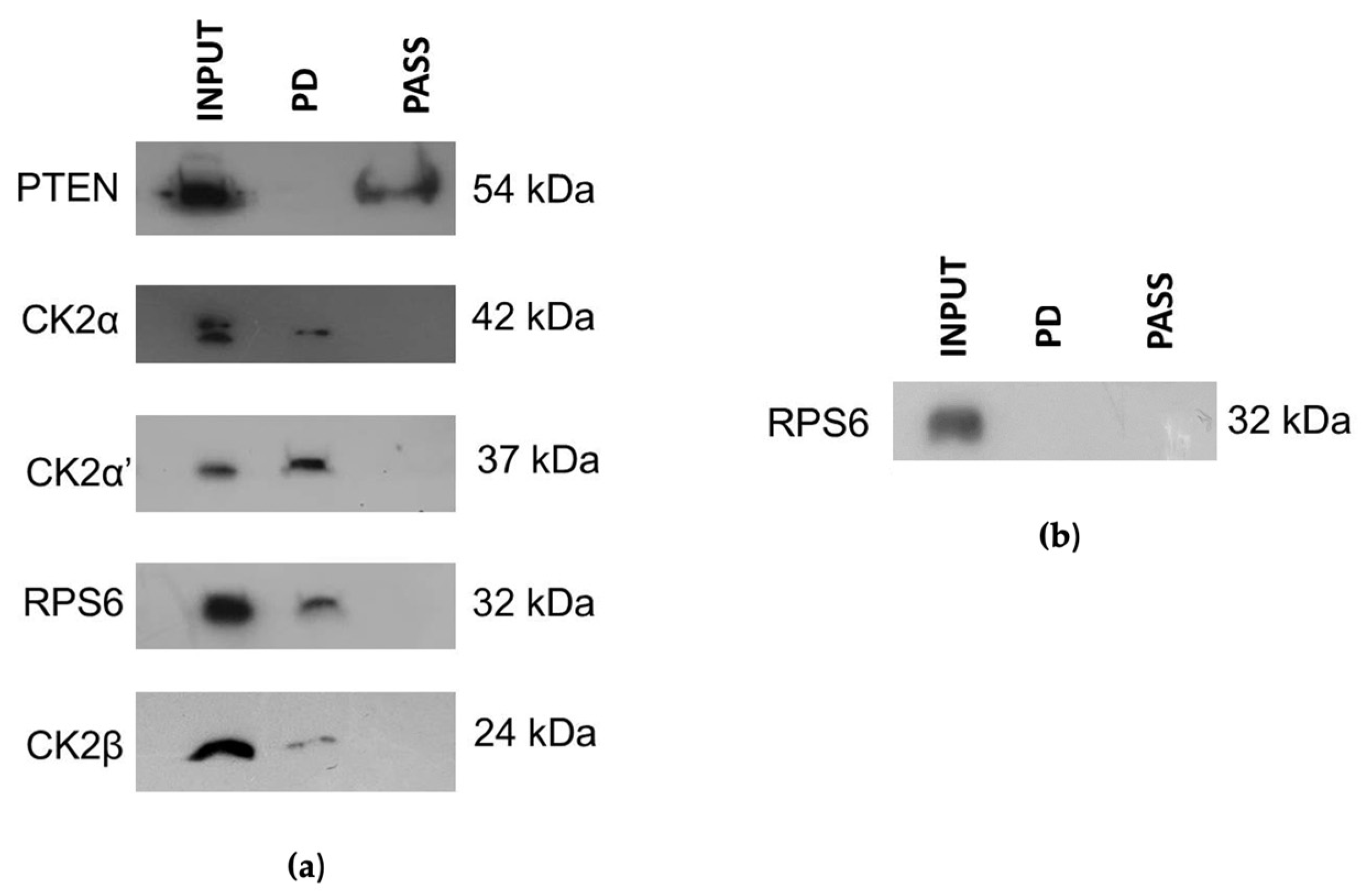 Biomedicines 11 00043 g005
