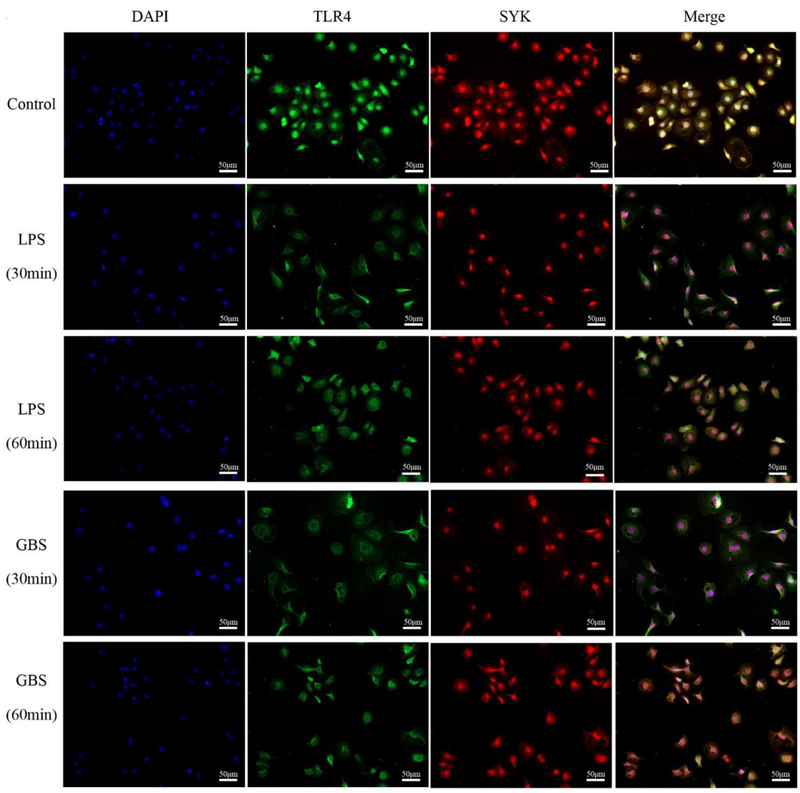Biomedicines 11 00097 g004