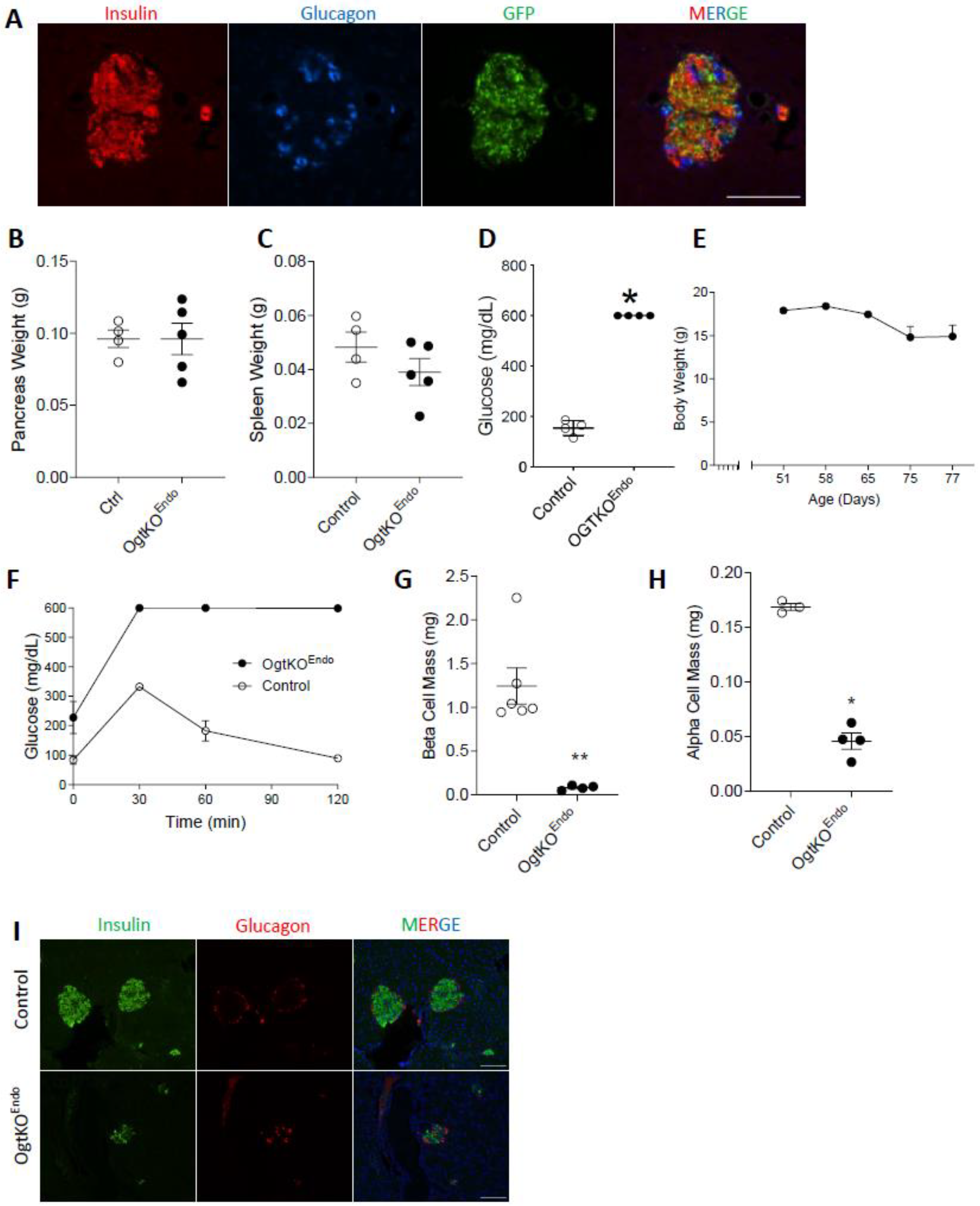 Biomedicines 11 00105 g004