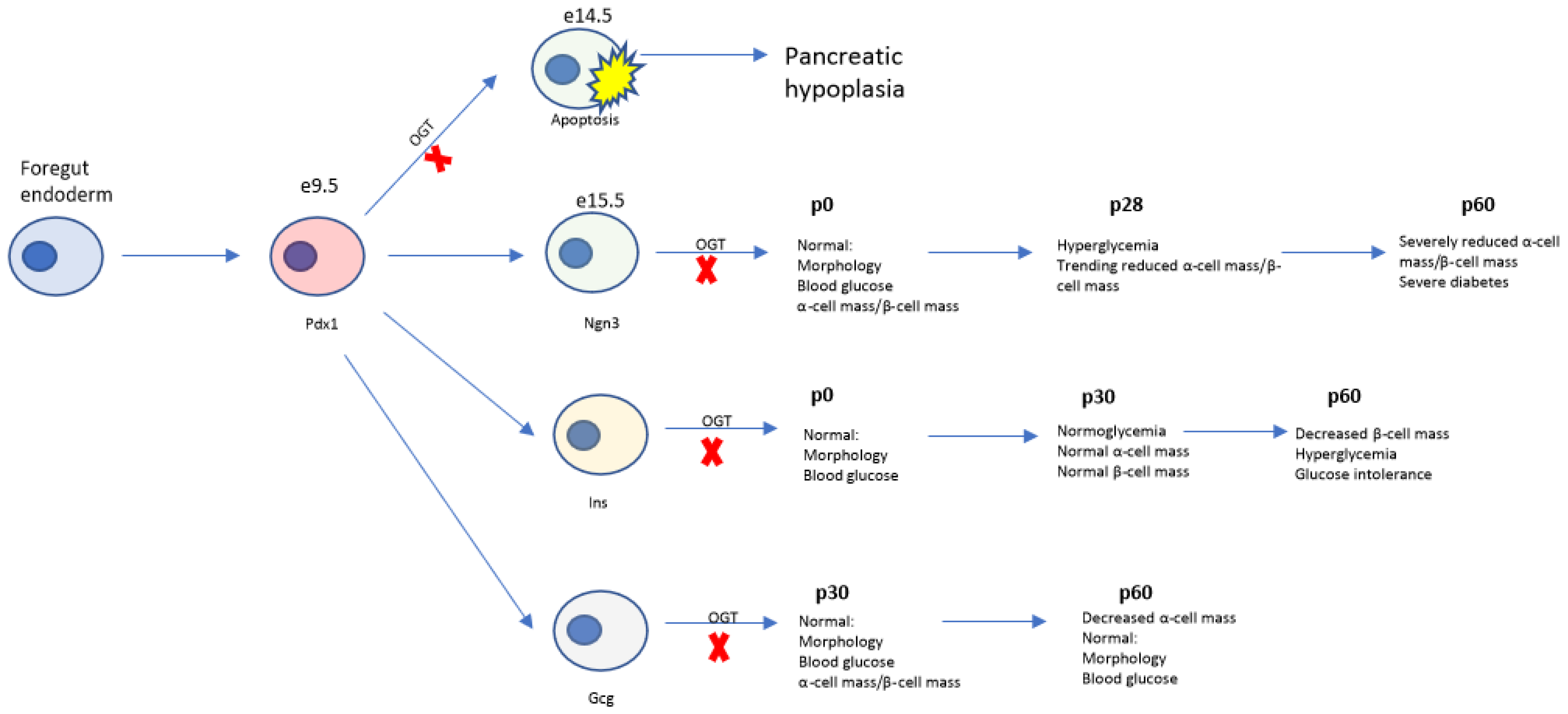 Biomedicines 11 00105 g005