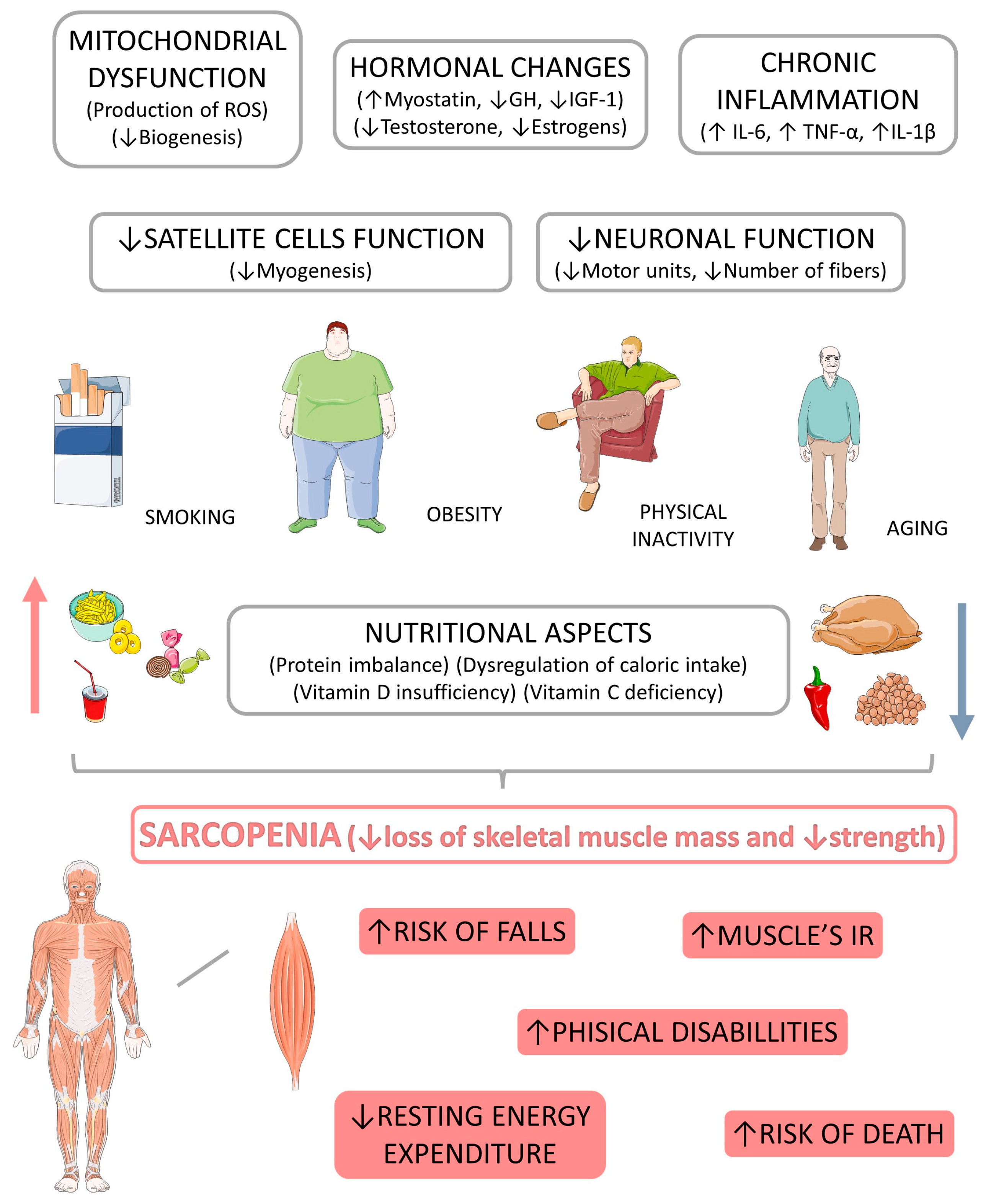 Biomedicines | Free Full-Text | Insights into Pathogenesis, Nutritional and  Drug Approach in Sarcopenia: A Systematic Review