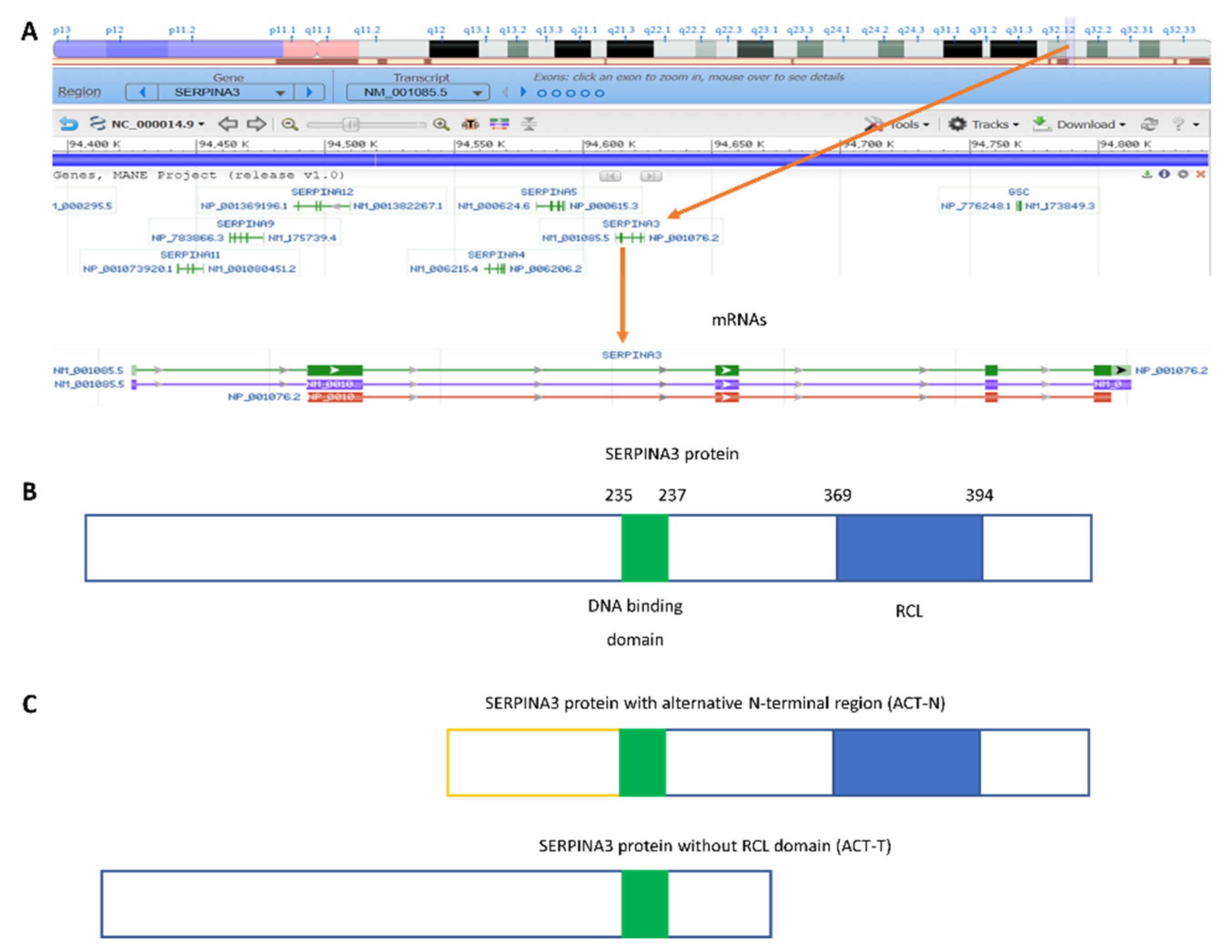 Biomedicines 11 00156 g001