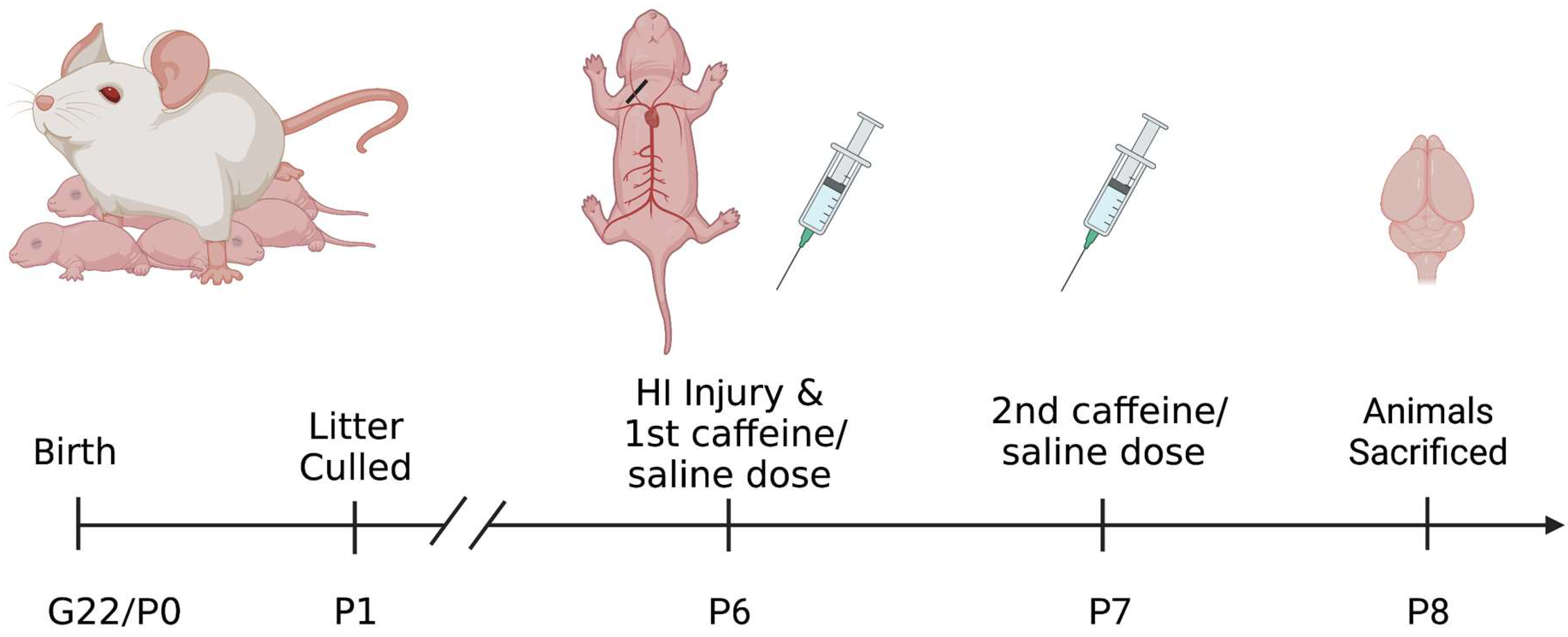 Biomedicines Free Full Text Sex Differences In Microglia Activation