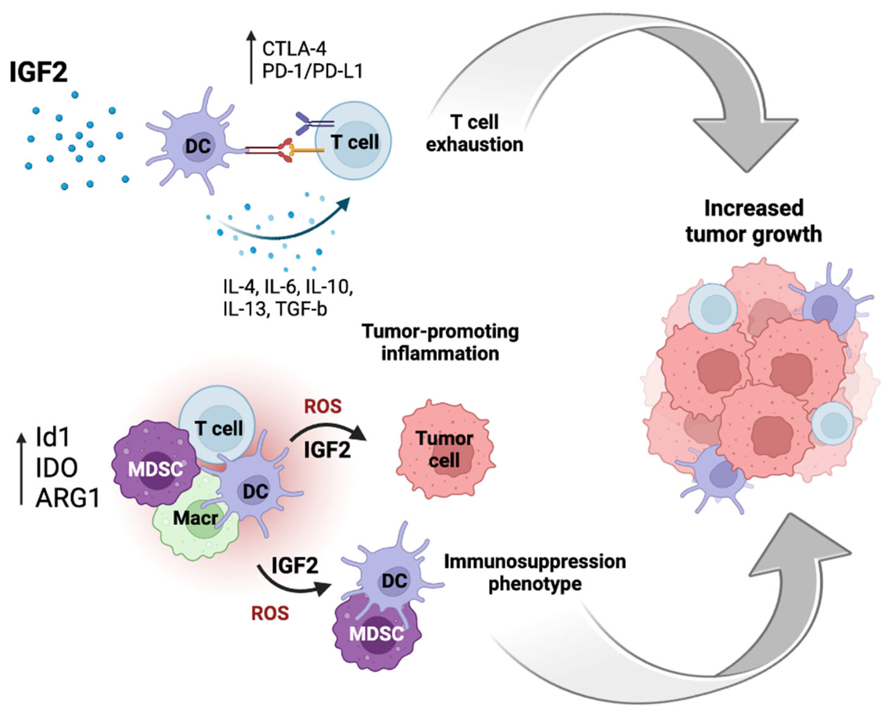 Biomedicines | Free Full-Text | IGF2: A Role in Metastasis and 