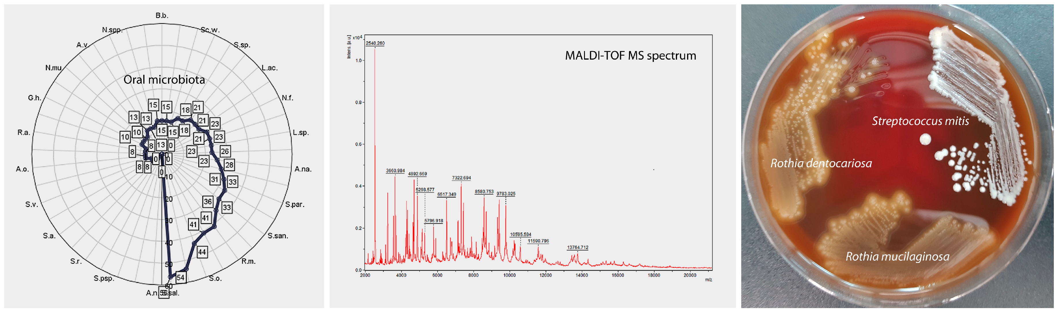 Biomedicines 11 00240 g003