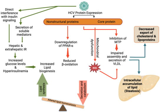 Biomedicines Free Full Text Hepatitis C Virus Lipid Interplay Pathogenesis And Clinical Impact