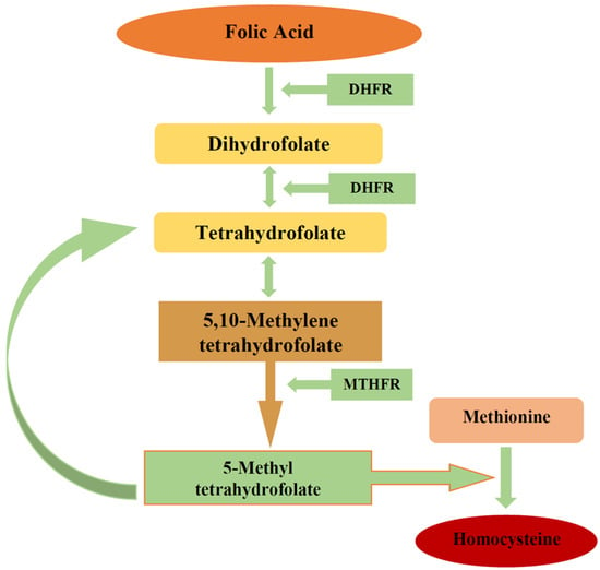 Biomedicines Free FullText Biological Role of Folic Acid in