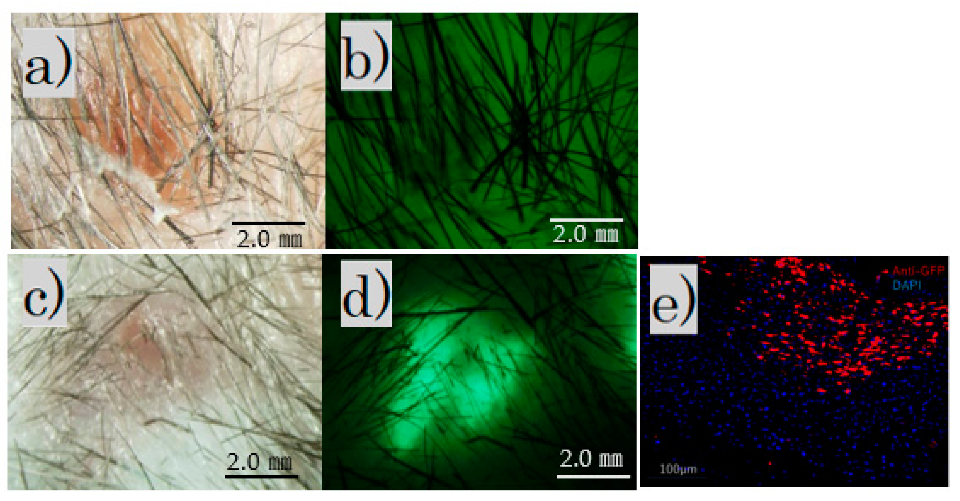 Biomedicines 11 00347 g003