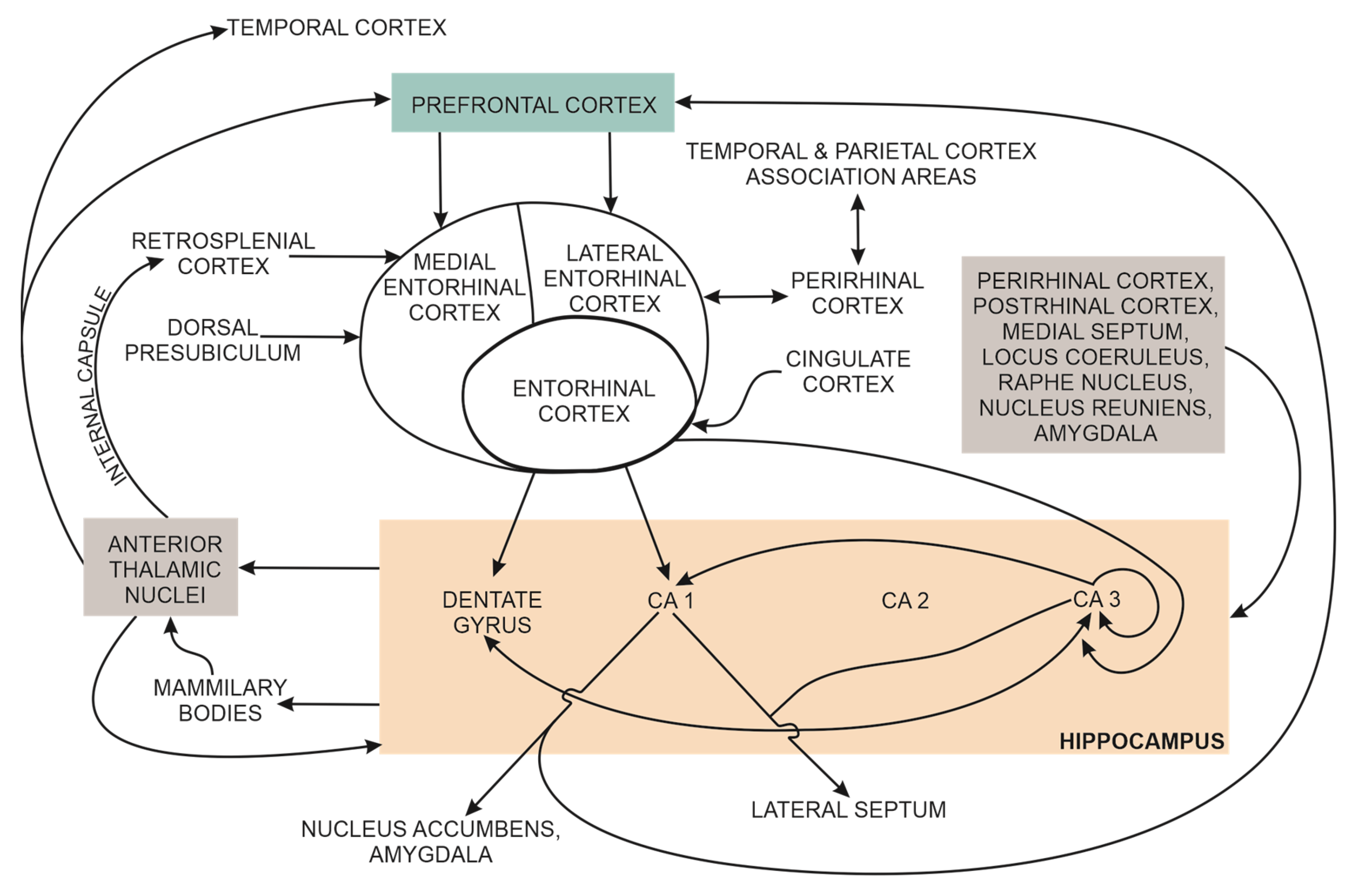 What about “space” is important for episodic memory? - Fan - 2023 - WIREs  Cognitive Science - Wiley Online Library