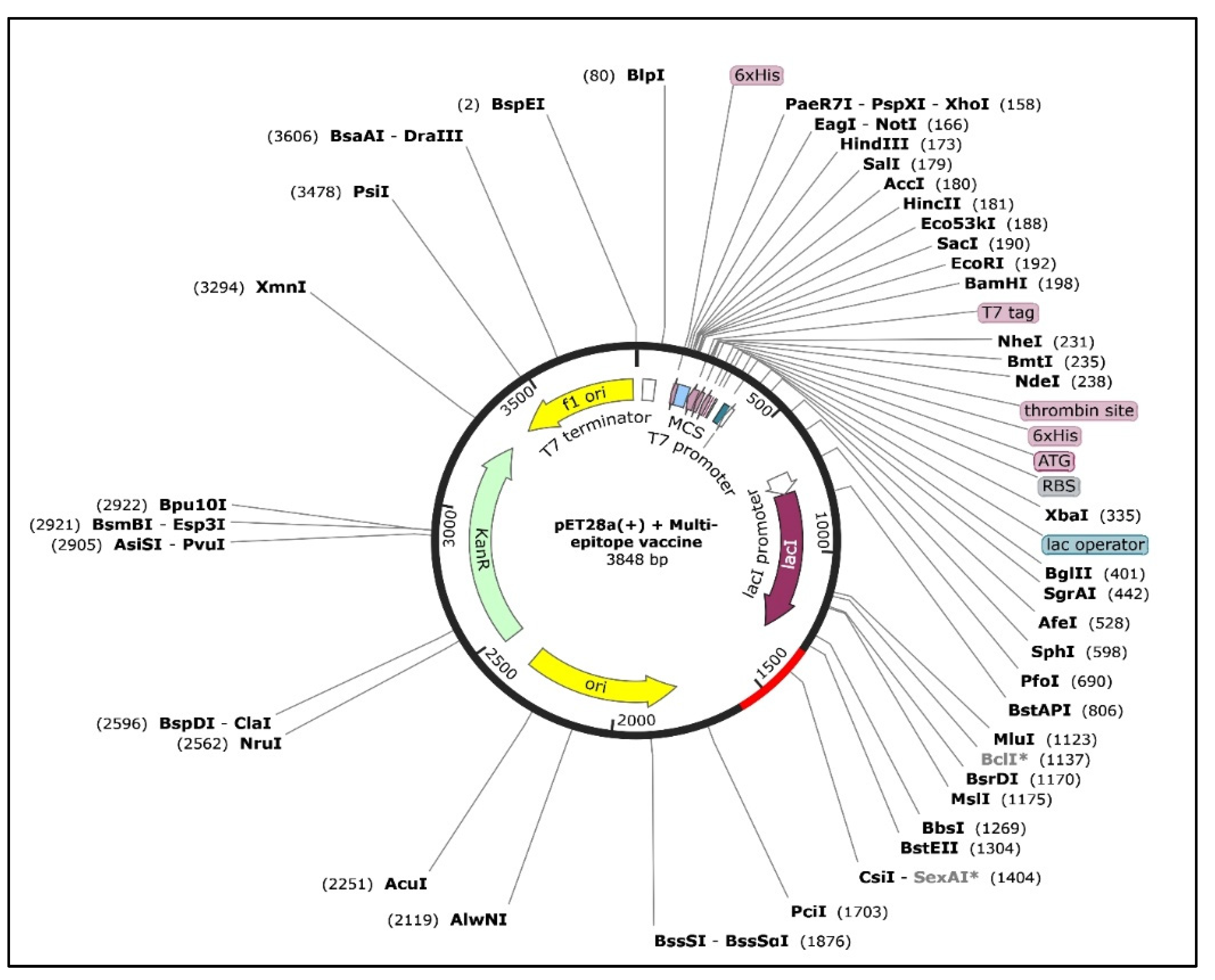 Biomedicines | Free Full-Text | An Immunoinformatics Approach to Design ...