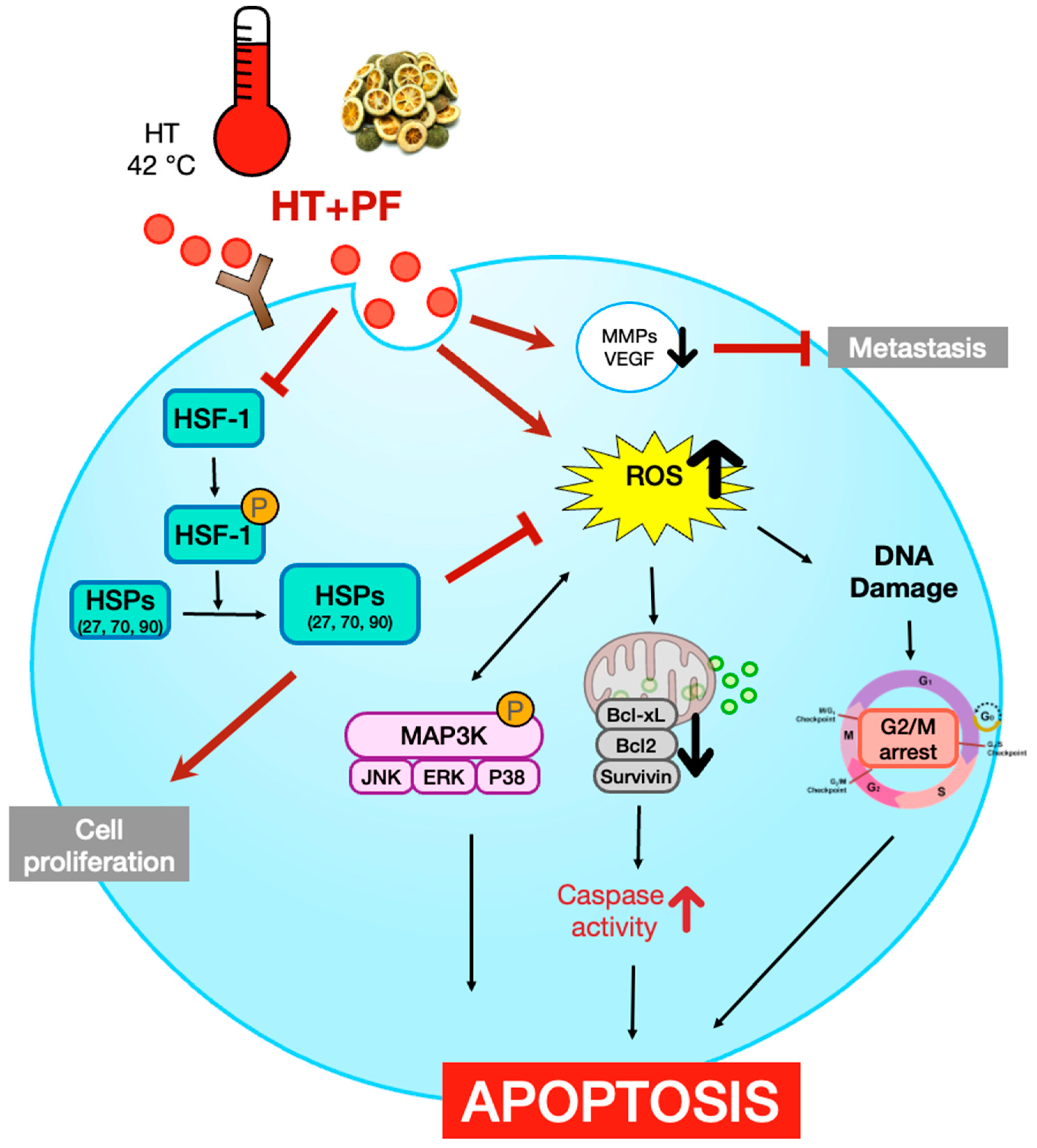 Biomedicines | Free Full-Text | Ponciri Fructus Immatarus Sensitizes ...