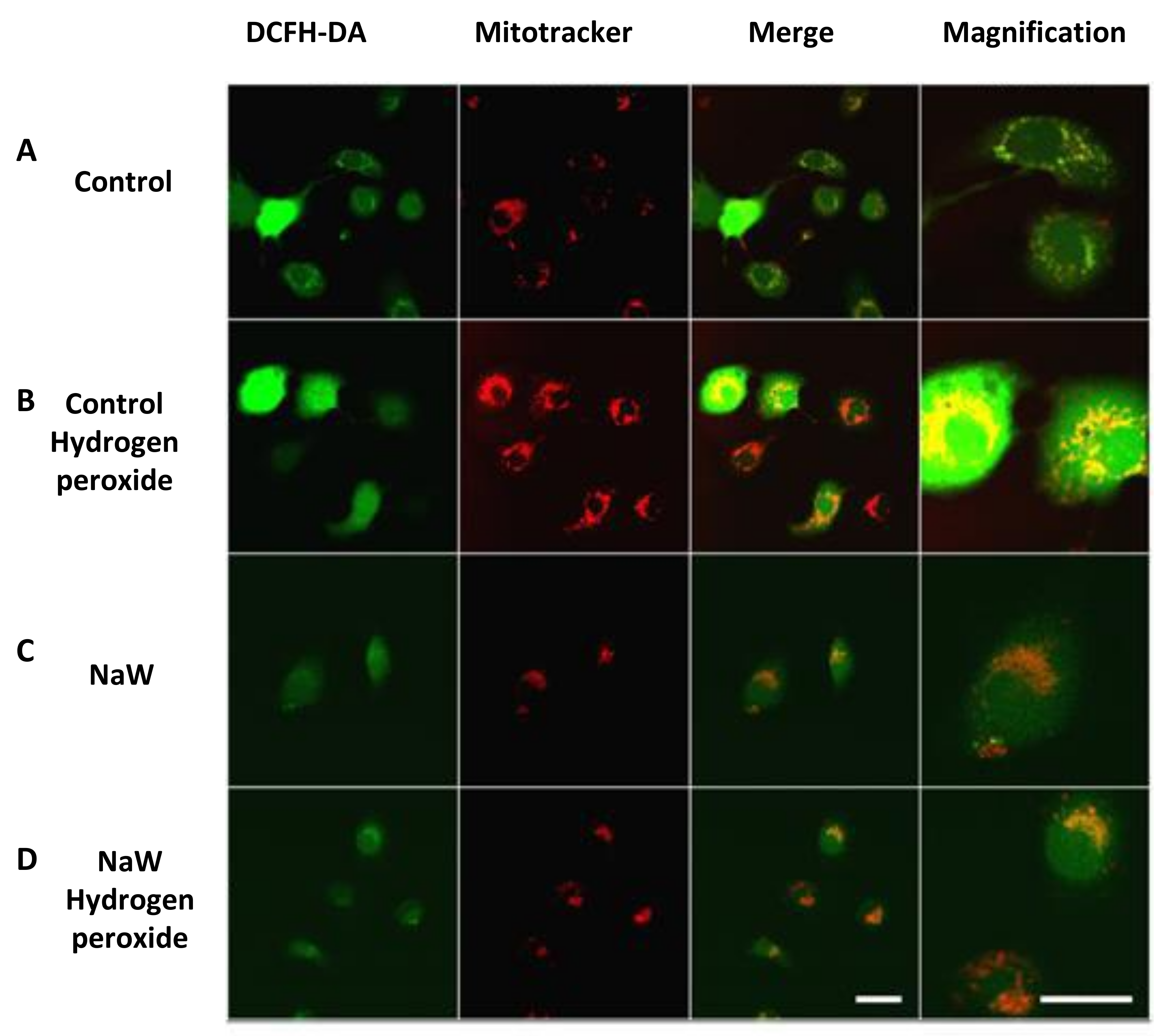 Biomedicines 11 00417 g004 Biomedicines 11 00417 g004