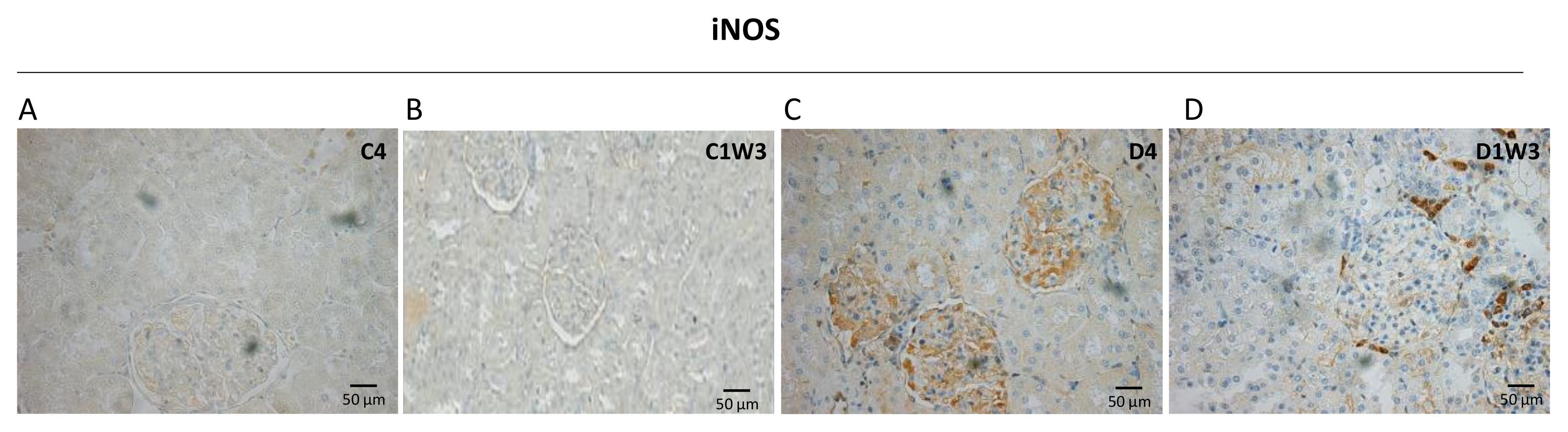 Biomedicines 11 00417 g005 Biomedicines 11 00417 g005