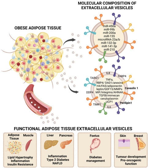 Biomedicines | Free Full-Text | Extracellular Vesicles as Carriers