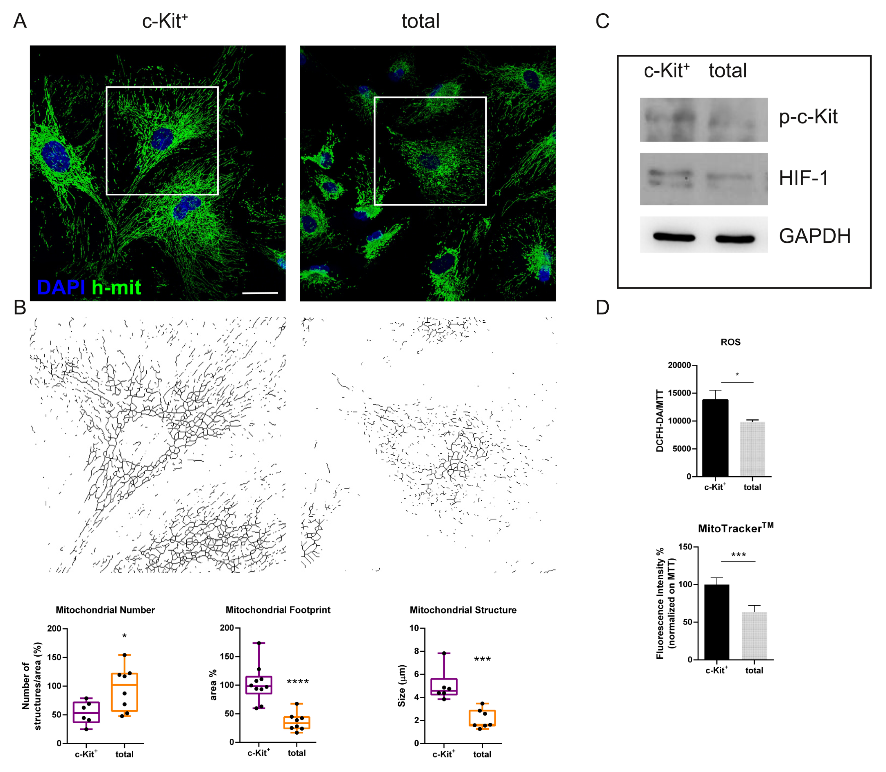 Biomedicines 11 00430 g004