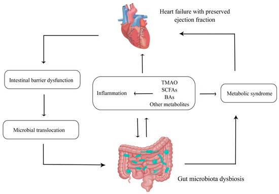 Biomedicines | Free Full-Text | The Interaction of Gut Microbiota and Heart  Failure with Preserved Ejection Fraction: From Mechanism to Potential  Therapies