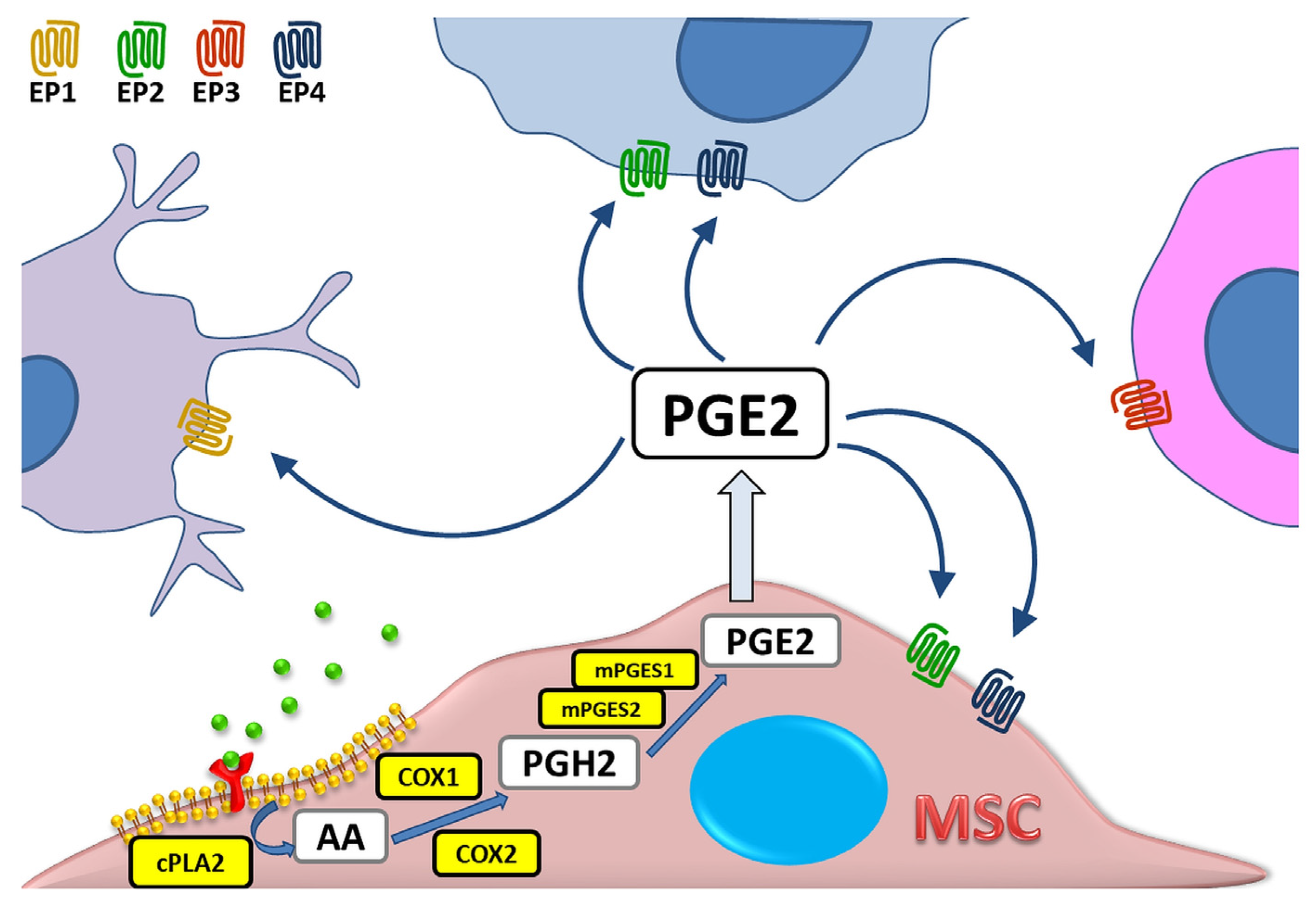 Biomedicines | Free Full-Text | The Role of COX-2 and PGE2 in the  Regulation of Immunomodulation and Other Functions of Mesenchymal Stromal  Cells