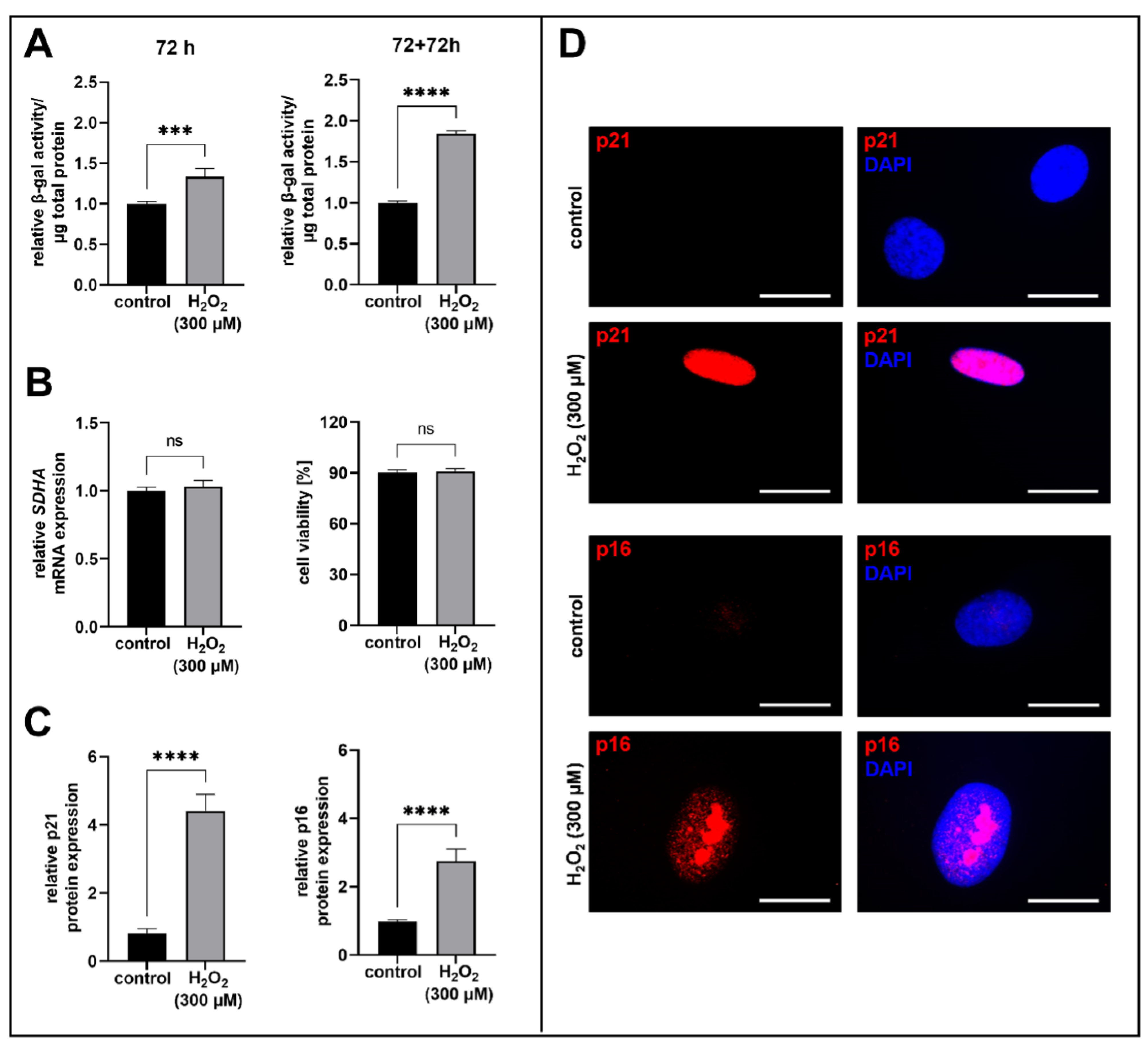 Biomedicines 11 00460 g001 Biomedicines 11 00460 g001