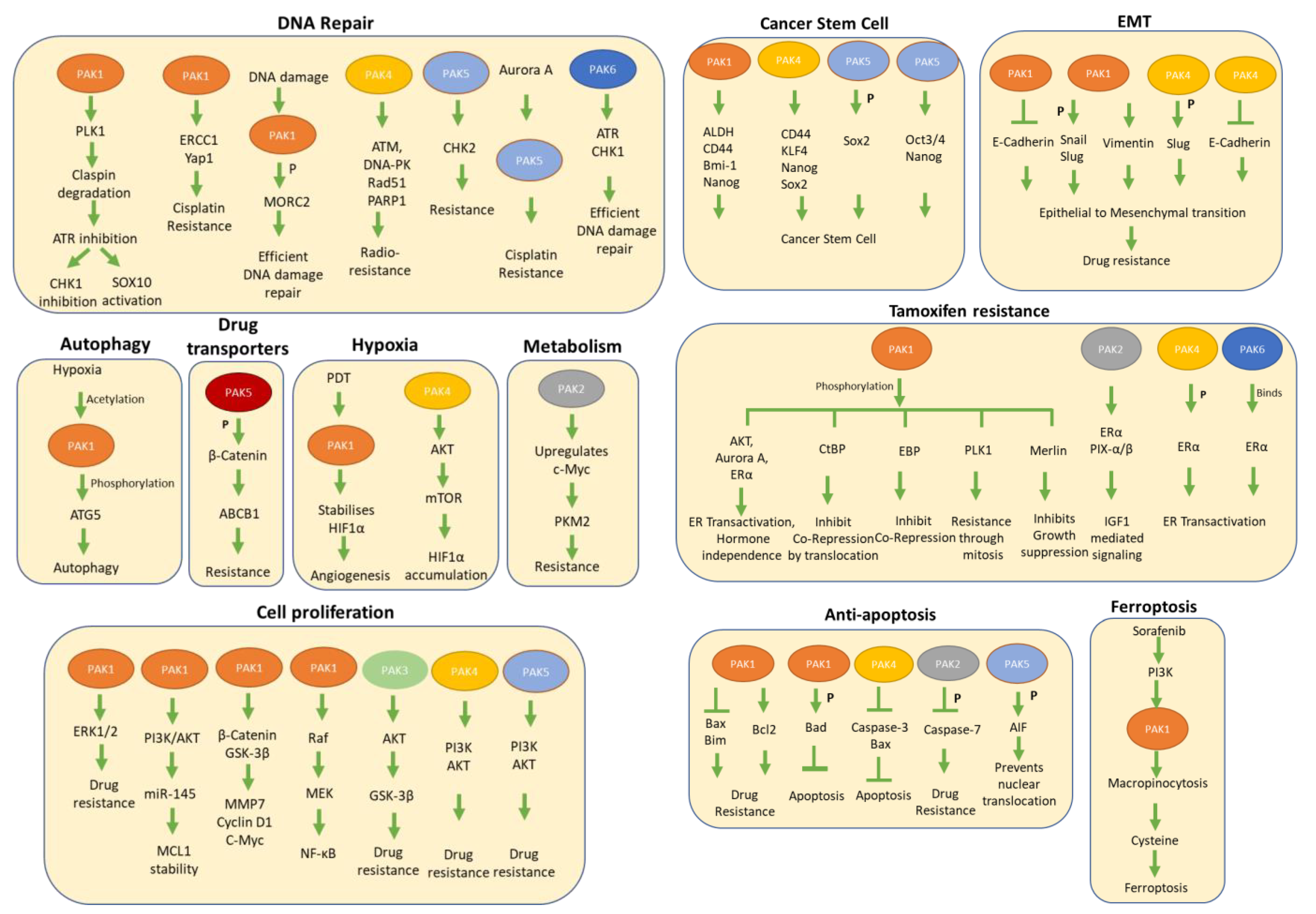 Biomedicines 11 00462 g003 Biomedicines 11 00462 g003