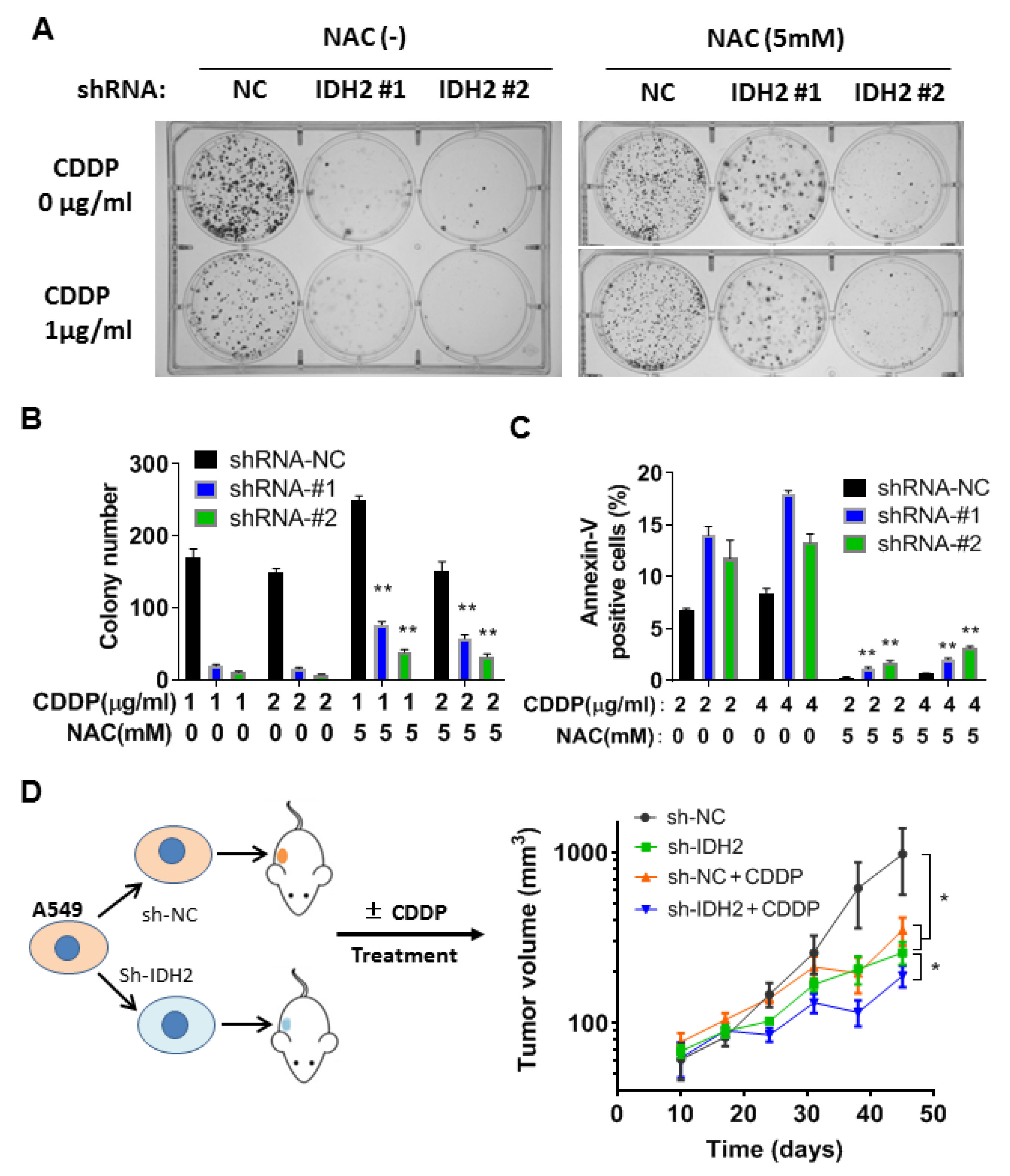 Biomedicines 11 00475 g005
