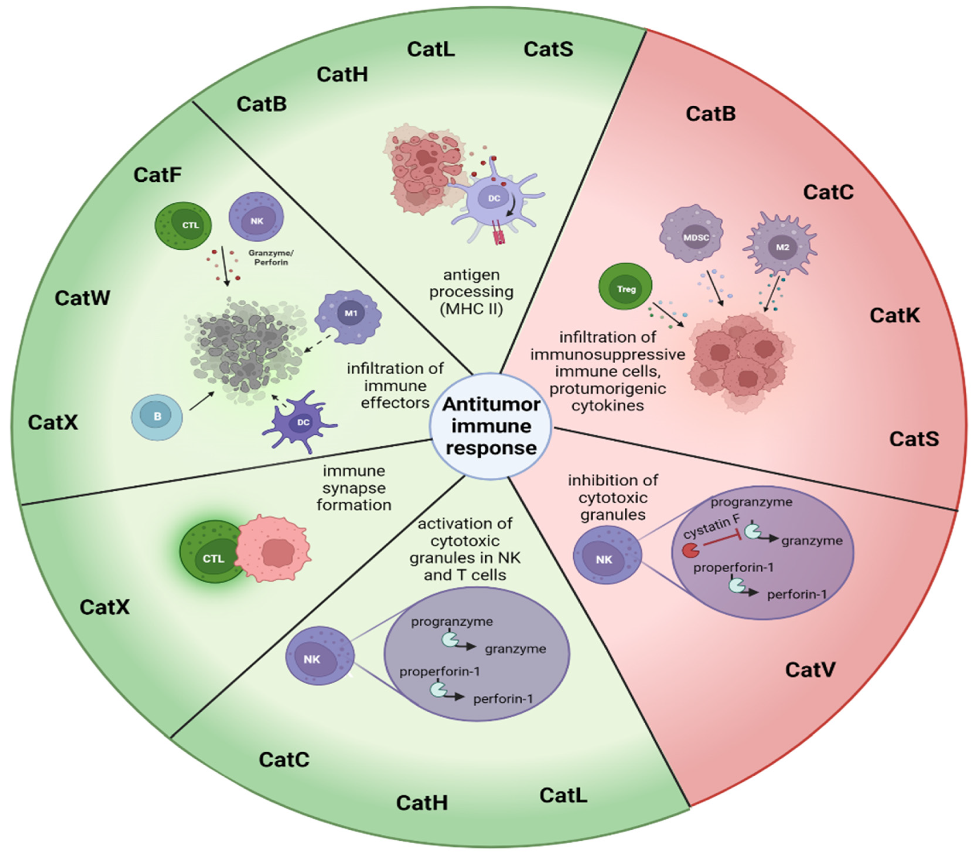 Biomedicines 11 00476 g003 Biomedicines 11 00476 g003