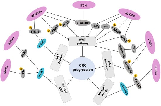 Biomedicines | Free Full-Text | The Role Of HECT E3 Ubiquitin Ligases ...