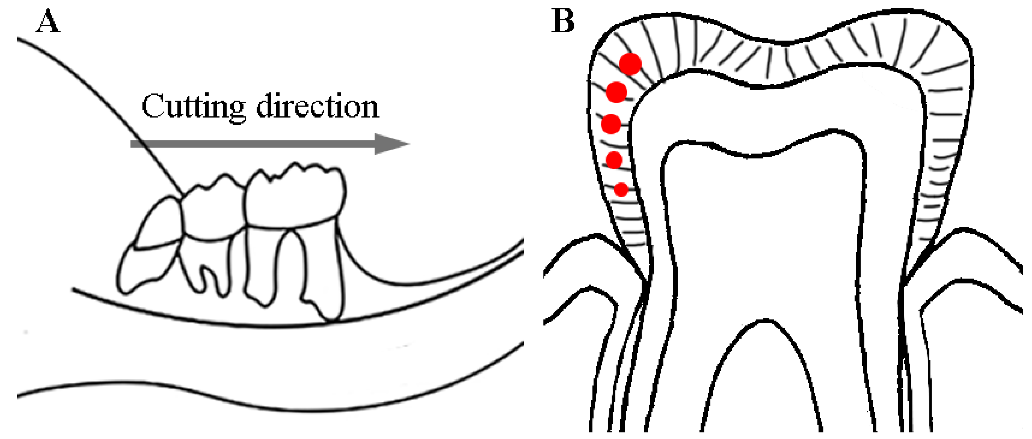 a Photo of a blunt cutter, and b blunt cutter edges (ImageJ