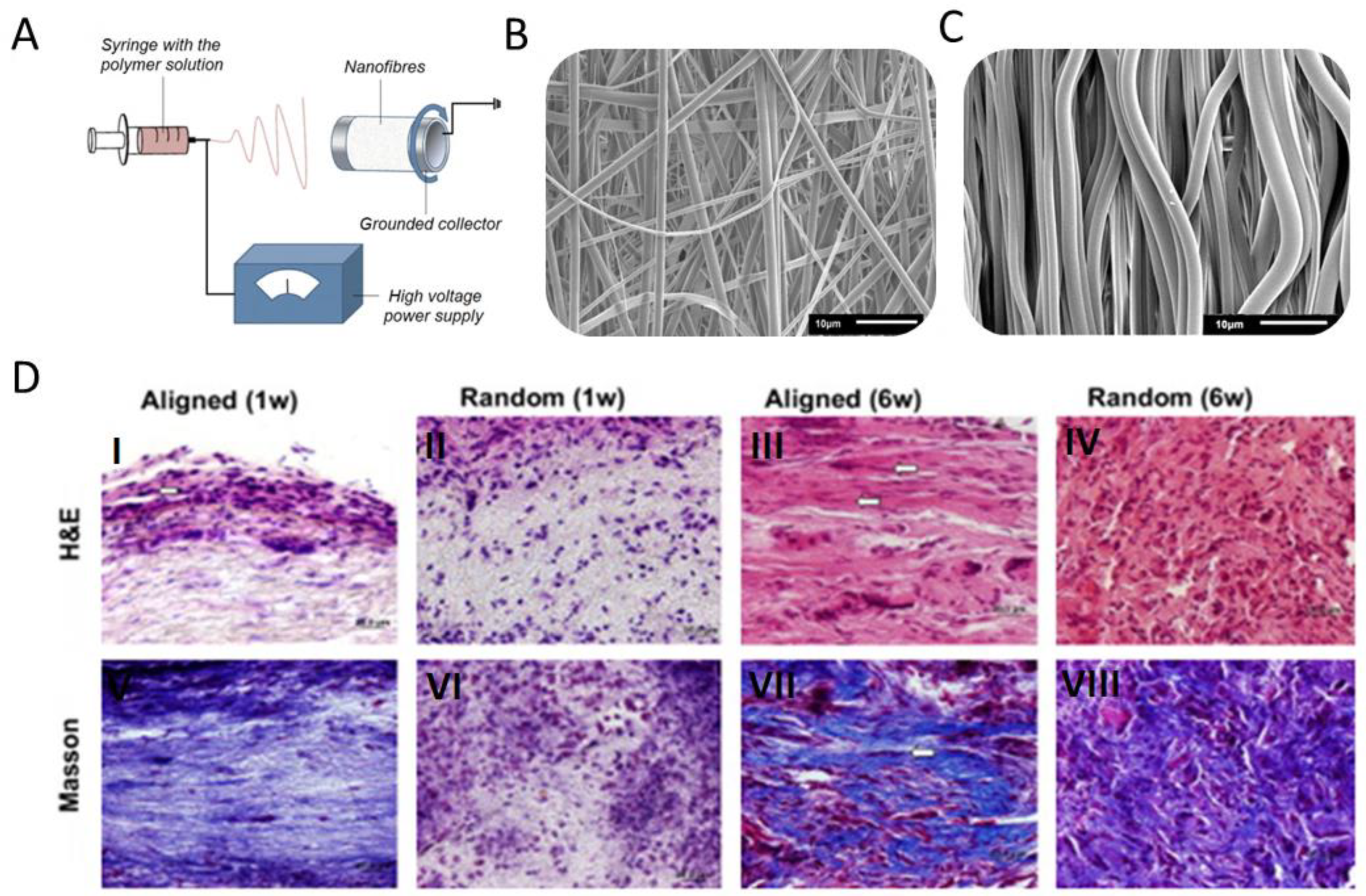 Biomedicines 11 00507 g003 Biomedicines 11 00507 g003