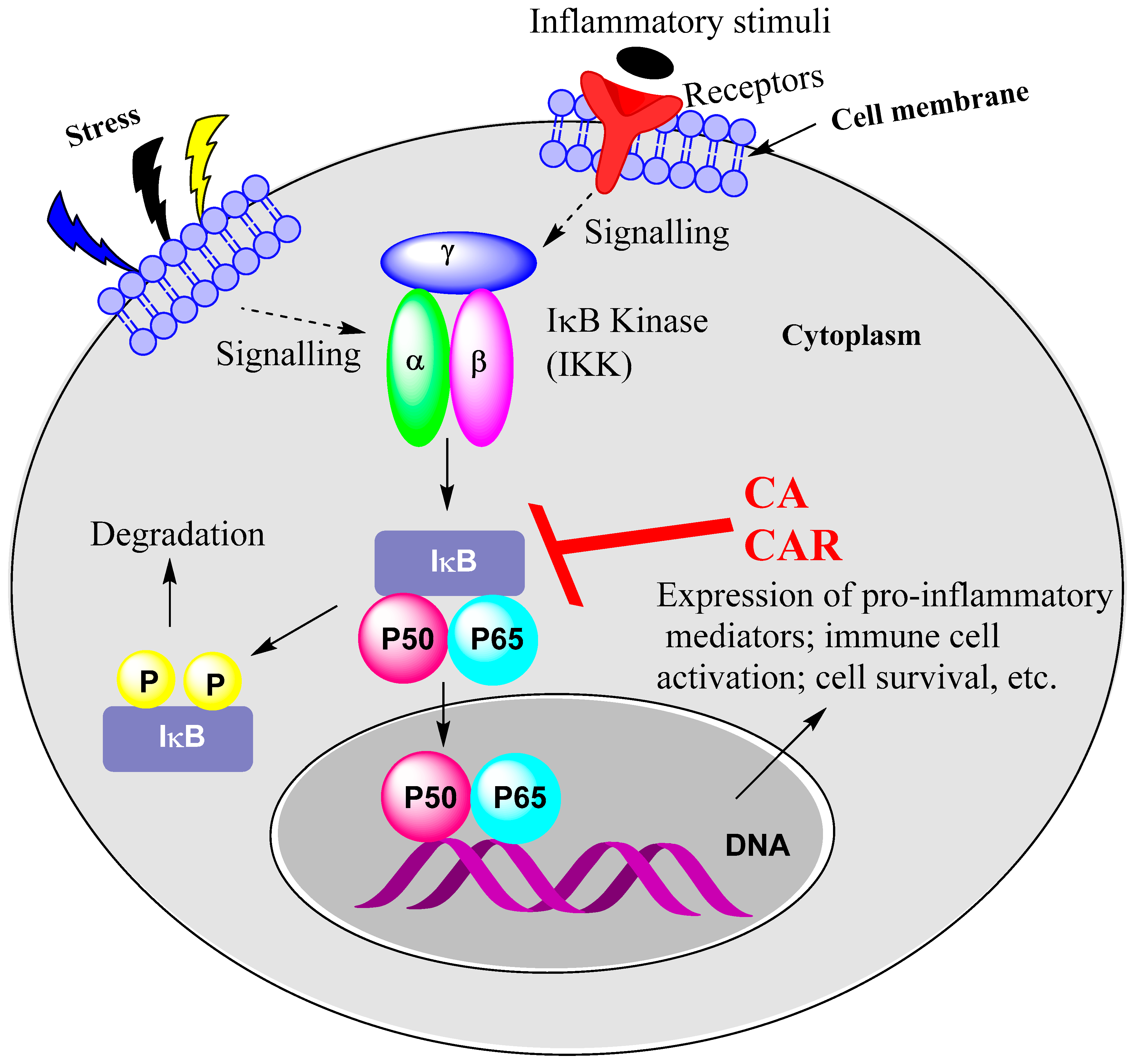 Biomedicines 11 00545 g002
