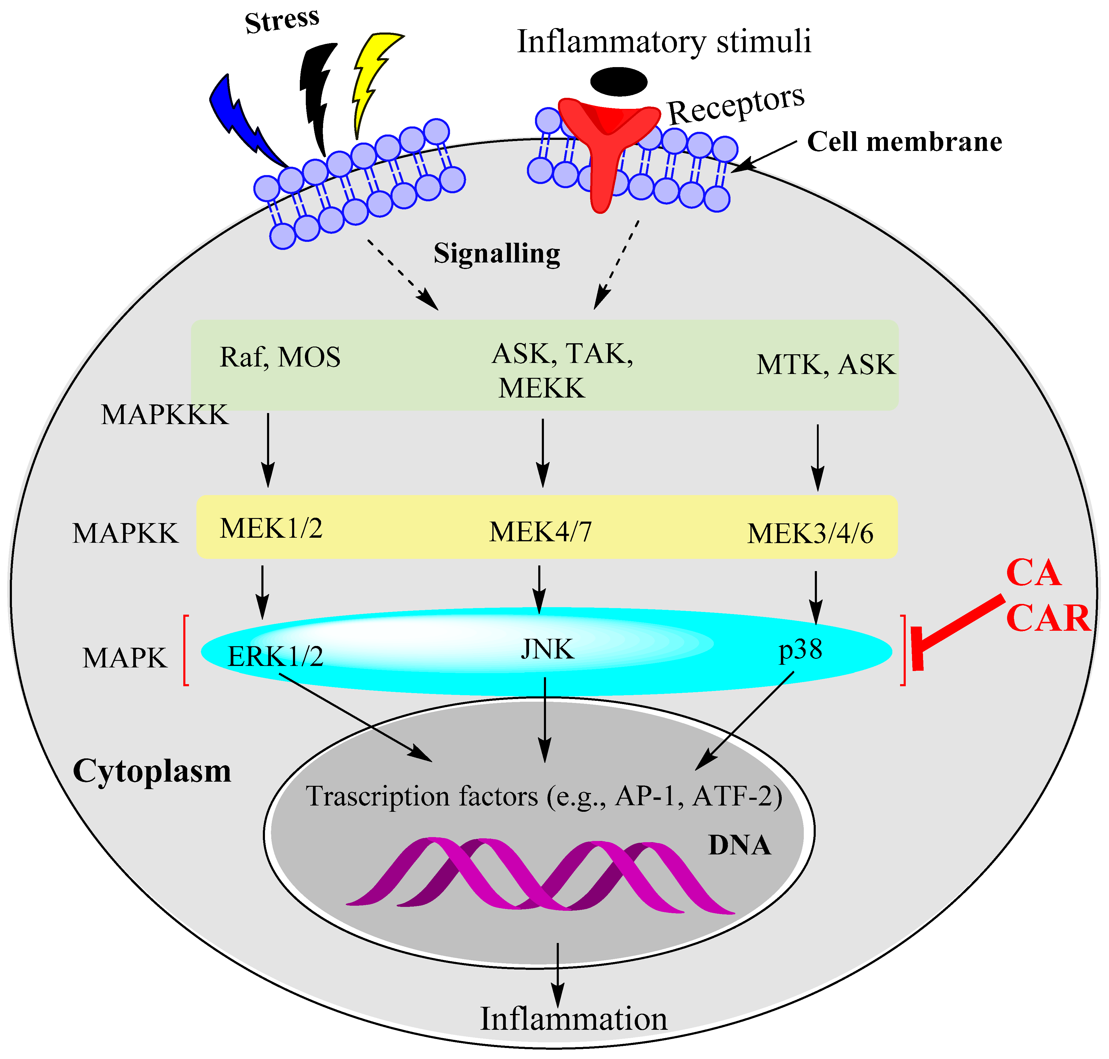 Biomedicines 11 00545 g003