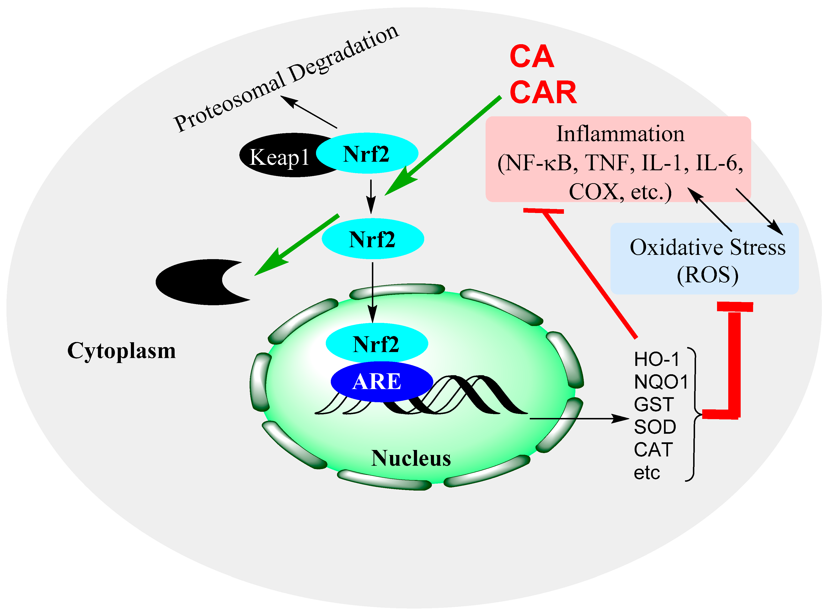 Biomedicines 11 00545 g005