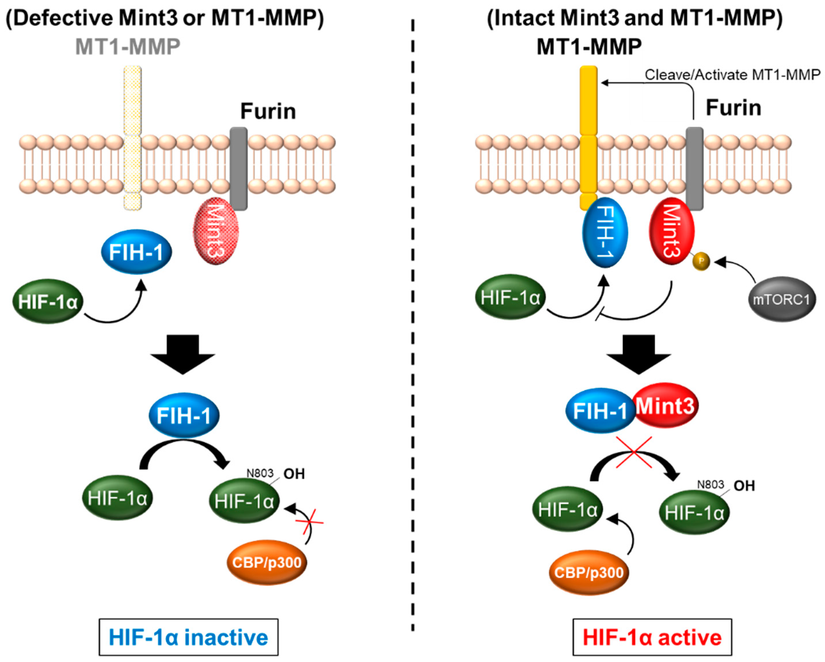 Biomedicines 11 00549 g002 Biomedicines 11 00549 g002