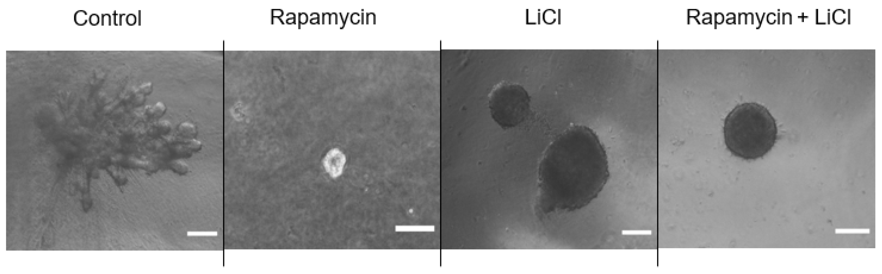Biomedicines 11 00604 g004
