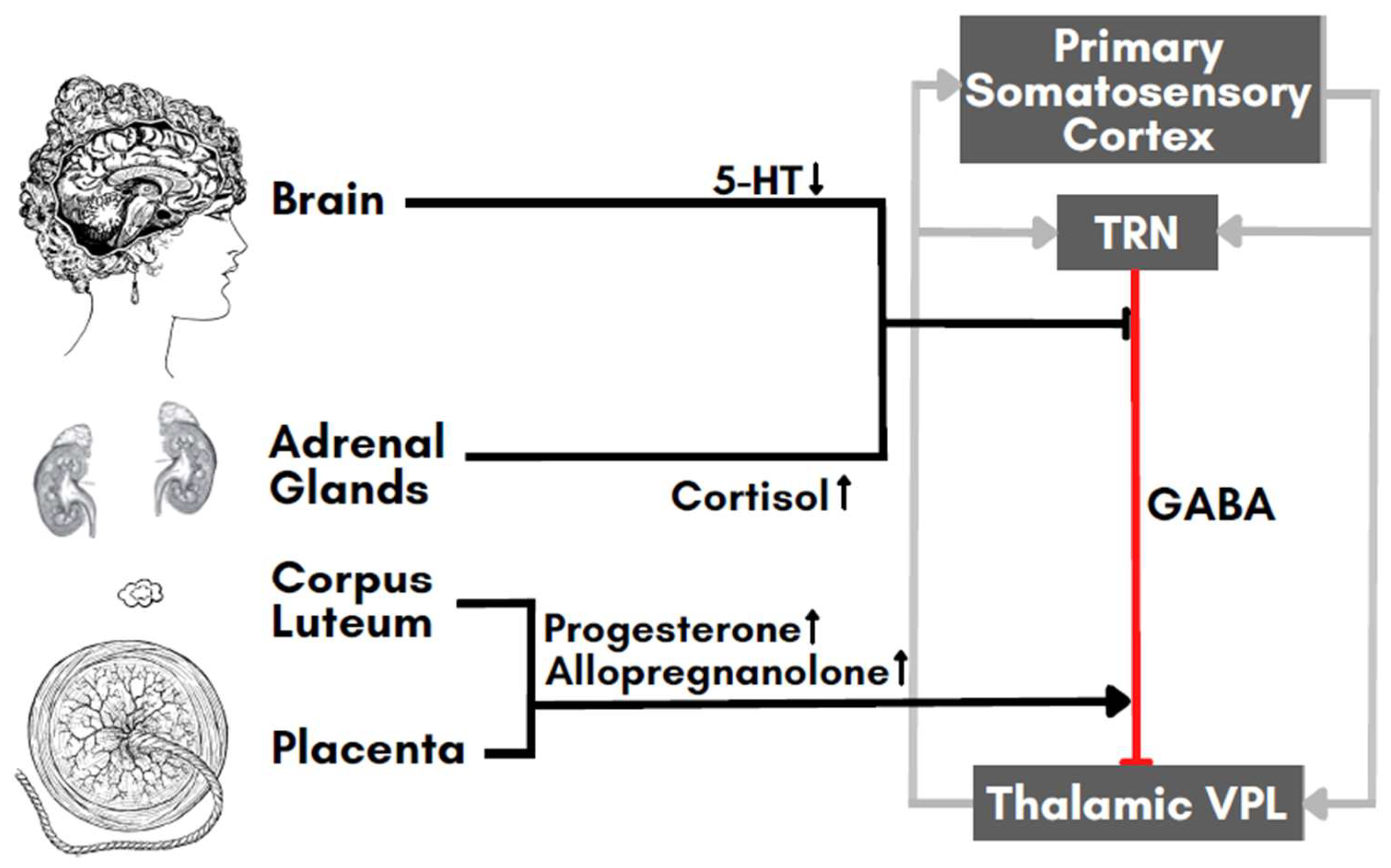 Biomedicines Free Full Text Fibromyalgia in Pregnancy Neuro