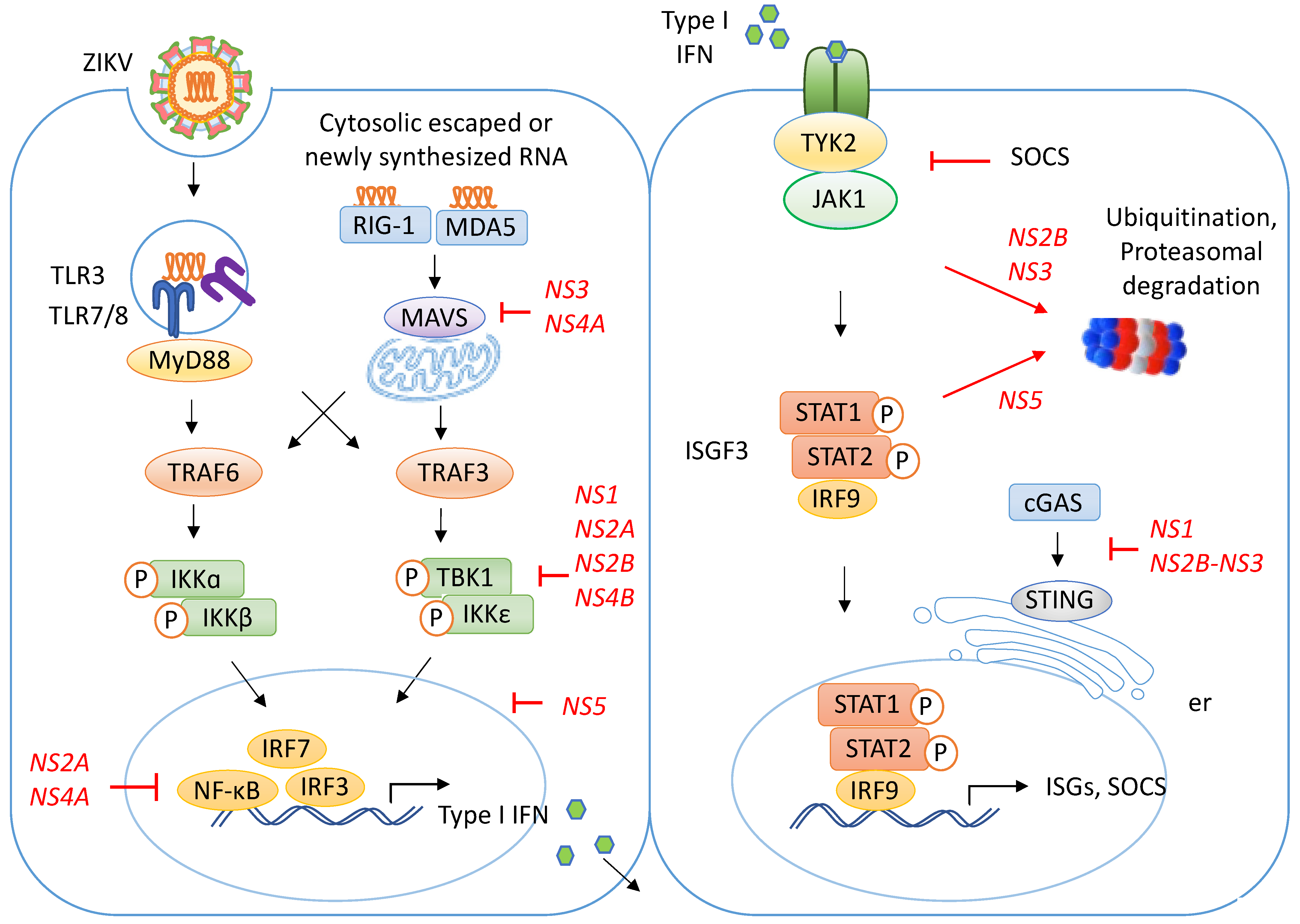 How Zika Virus Evades Antiviral Response of Cells