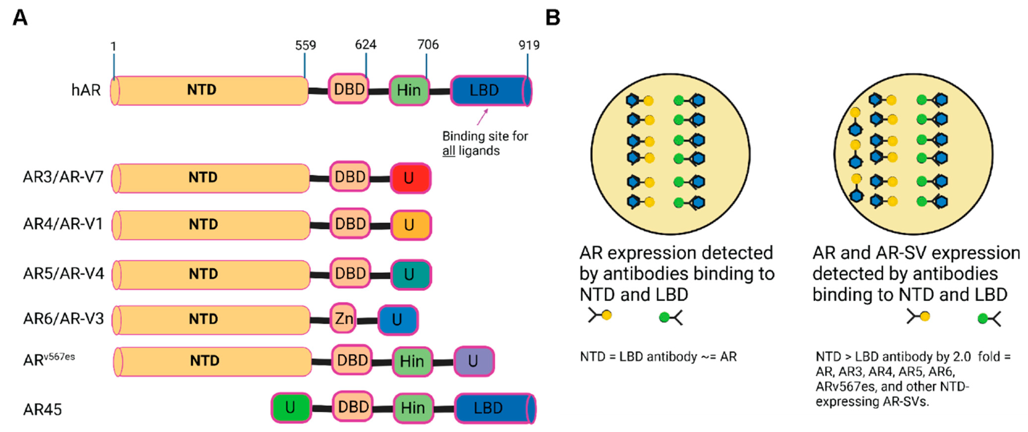 Biomedicines 11 00648 g001
