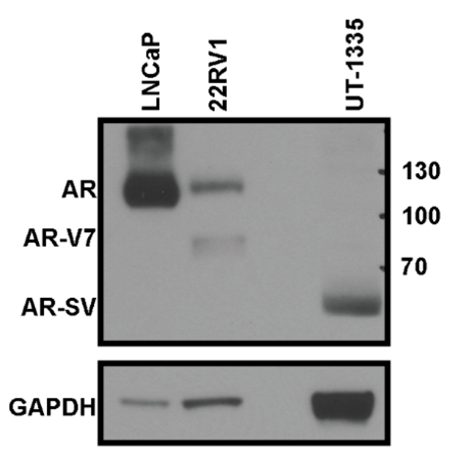 Biomedicines 11 00648 g002