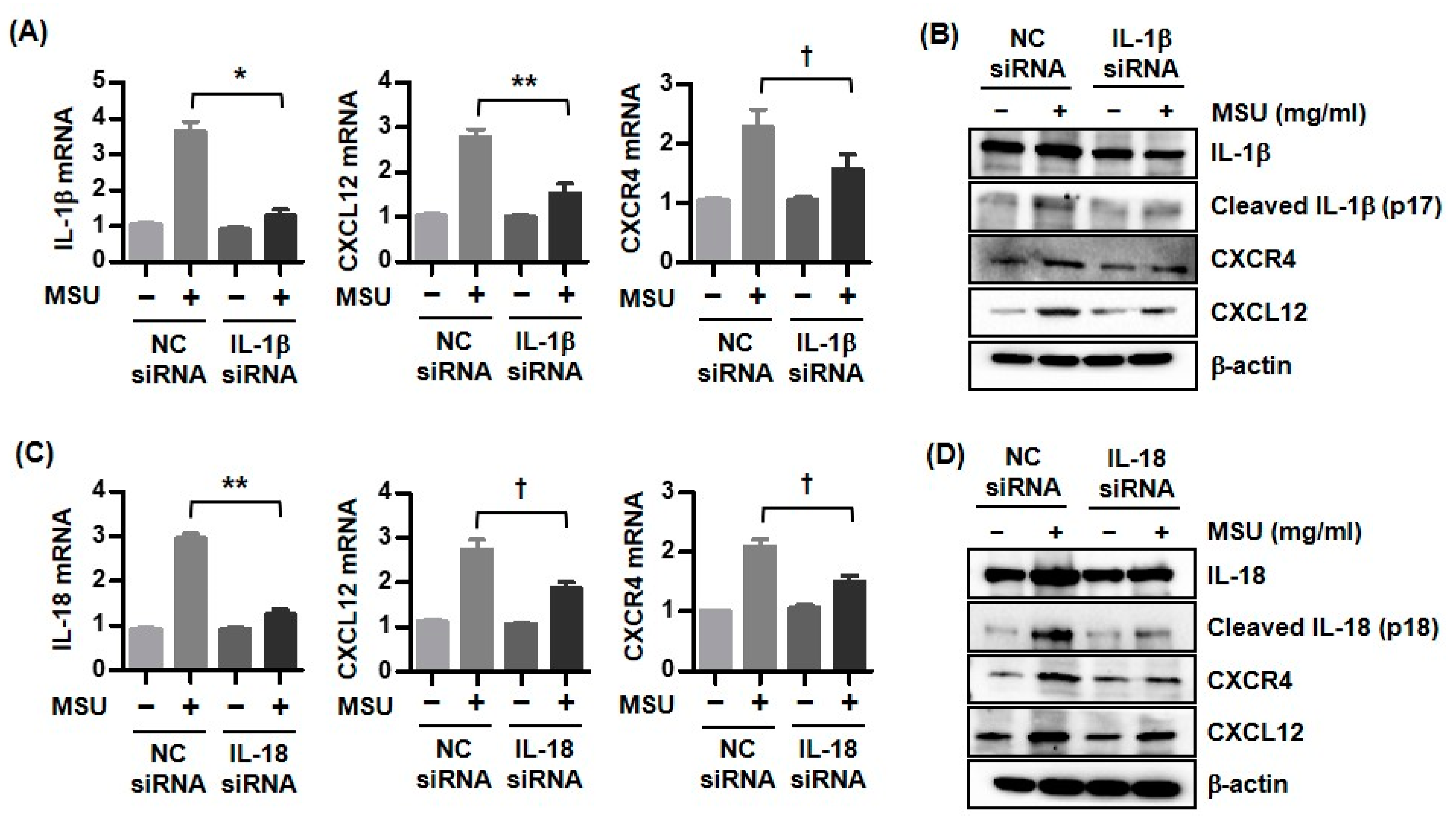 Biomedicines 11 00649 g003