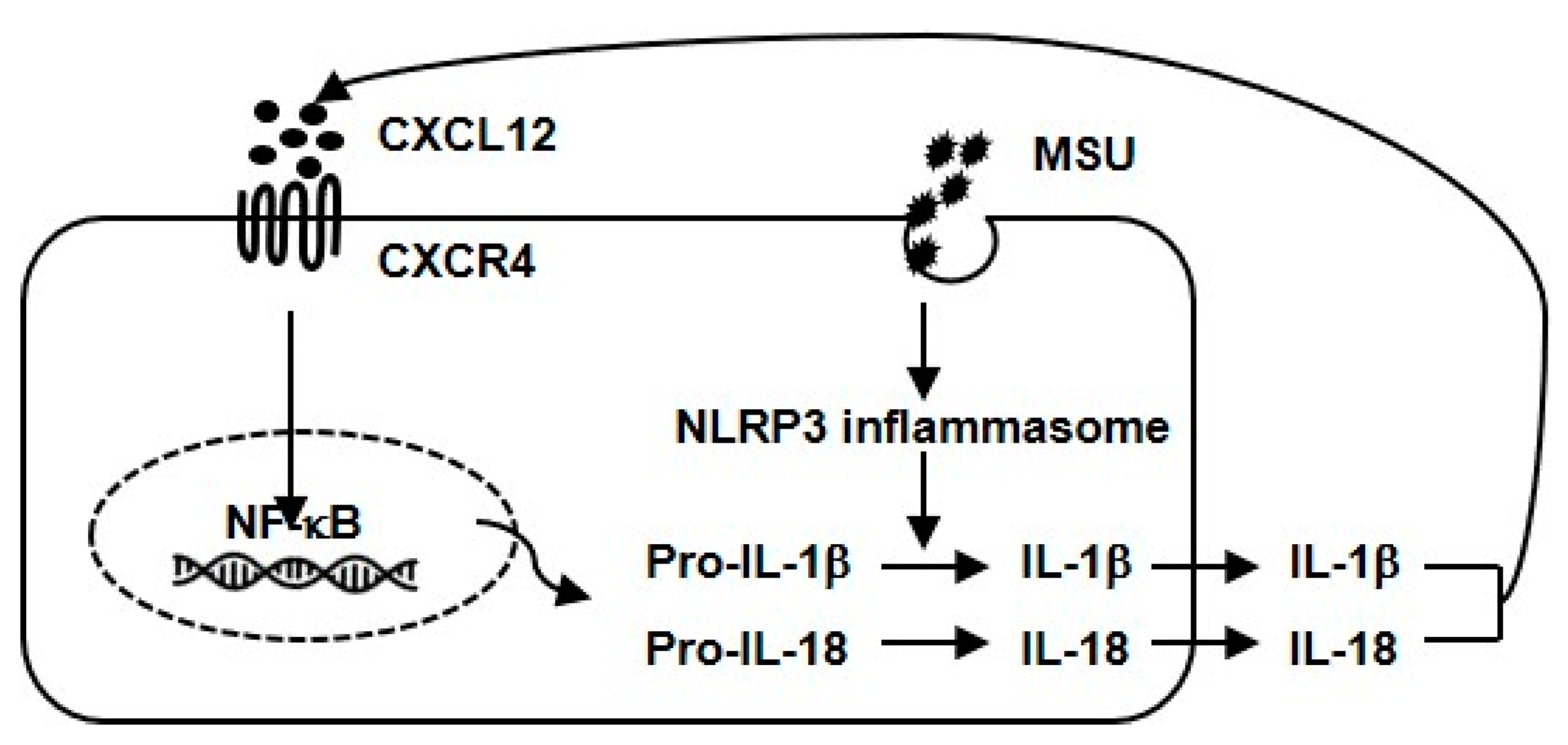 Biomedicines 11 00649 g004