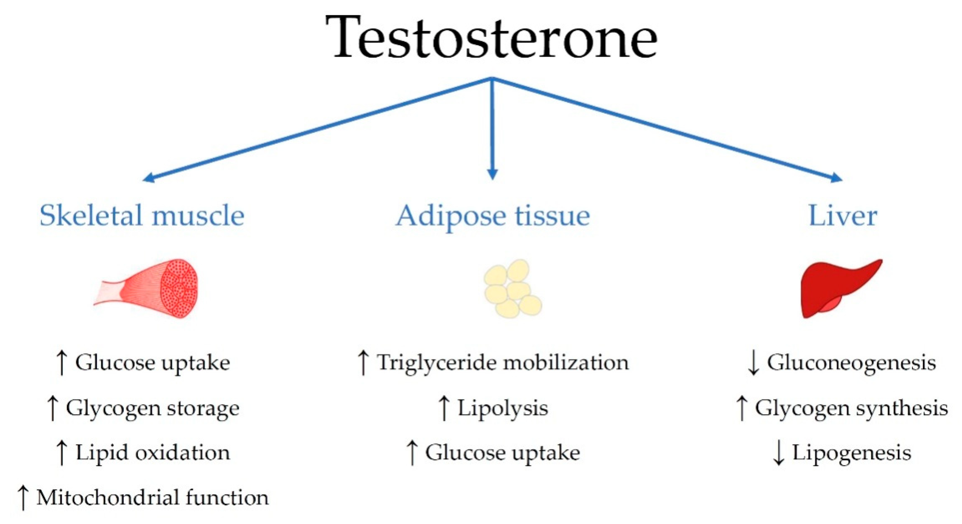 Strategies for glucose homeostasis
