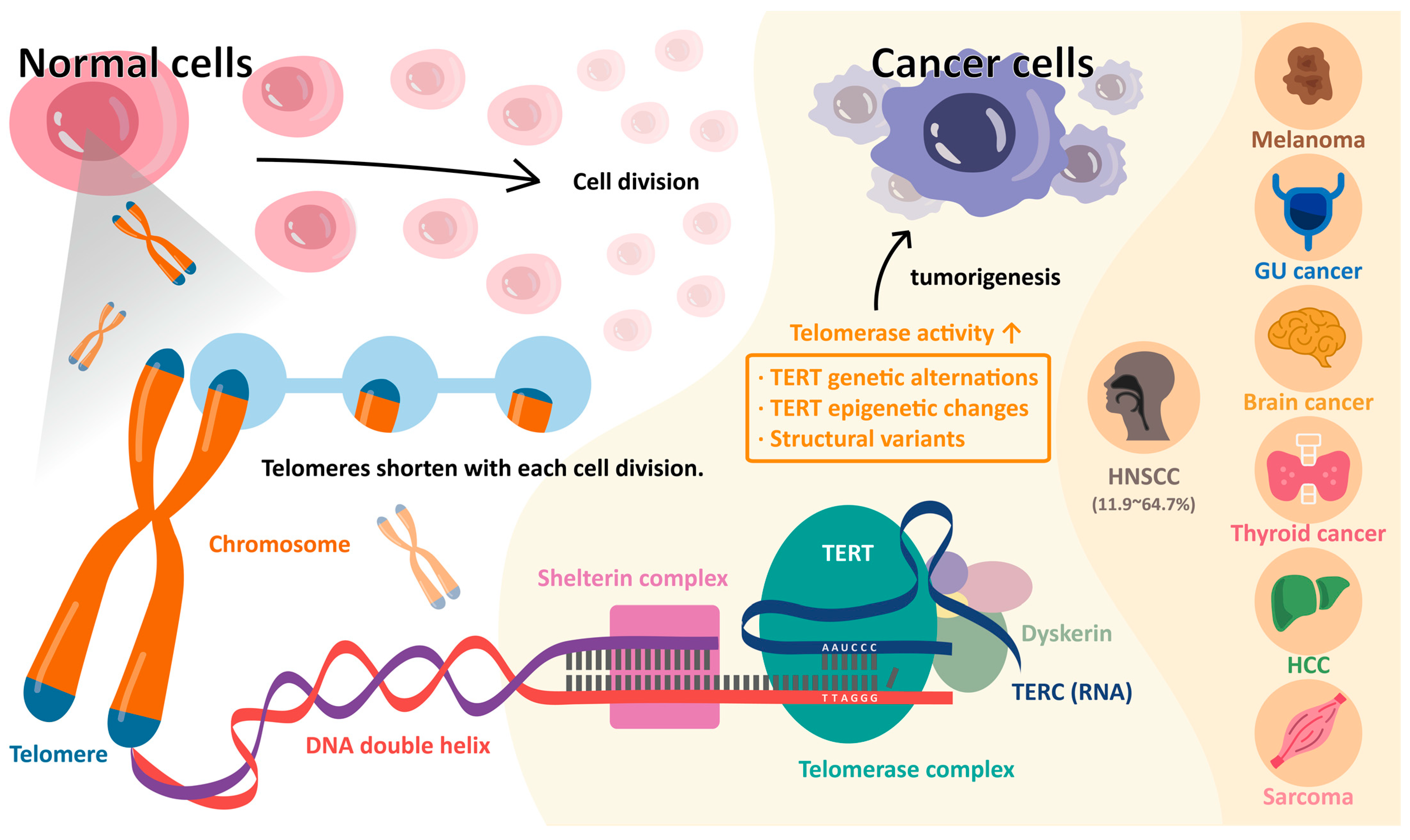 Biomedicines 11 00691 g002