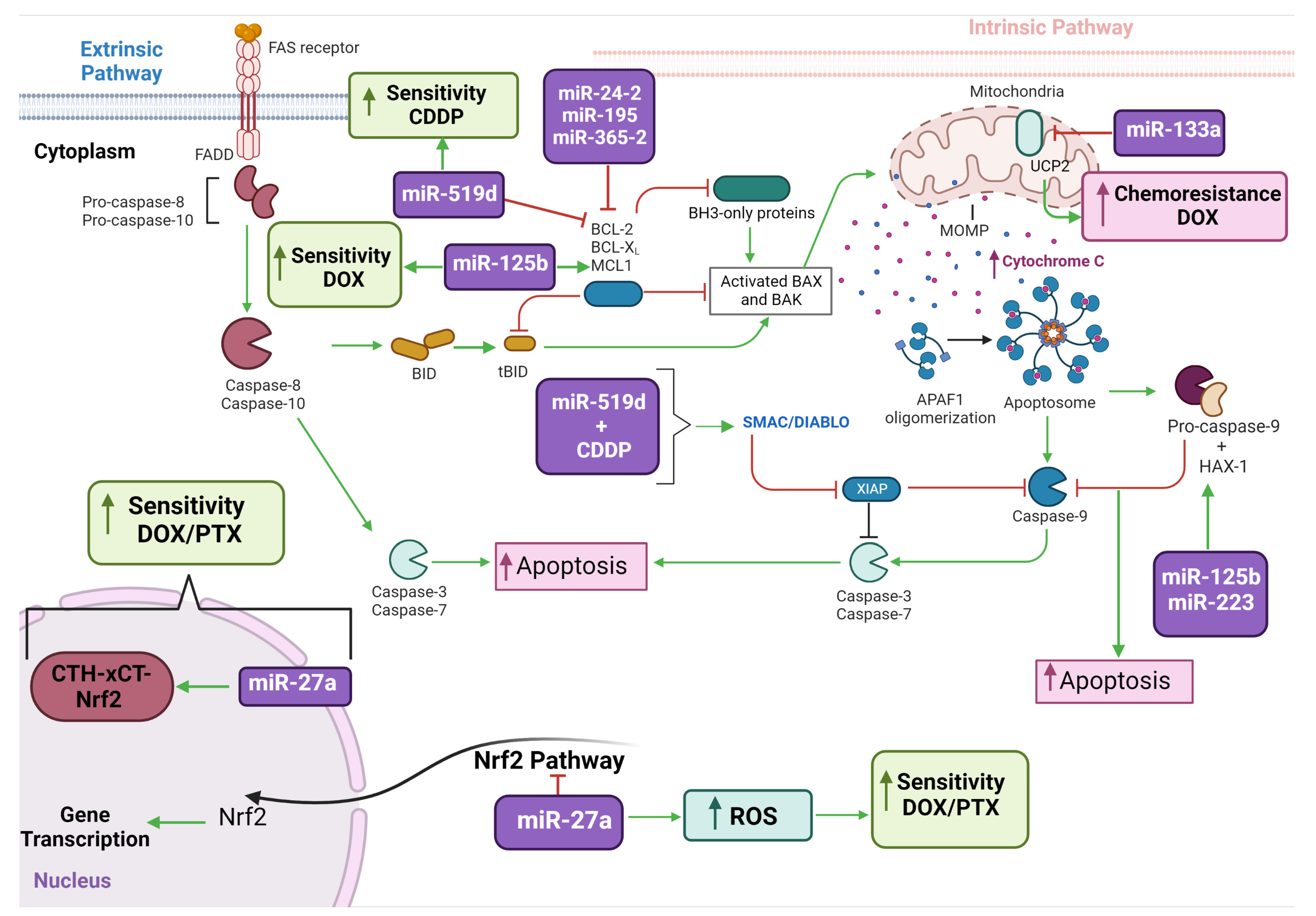 Biomedicines 11 00693 g003 Biomedicines 11 00693 g003